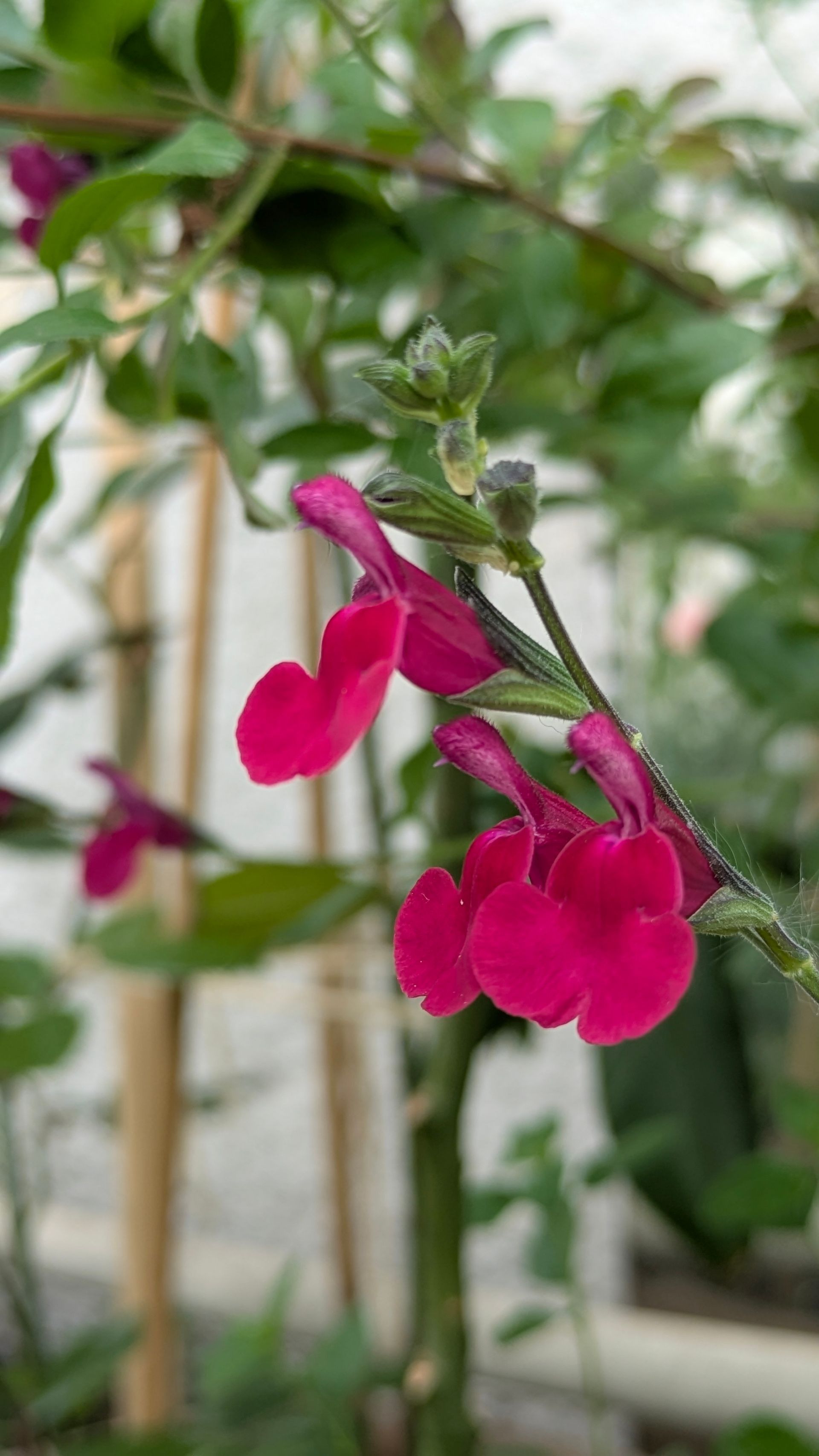 Sacred Space Gallery - Photographs by Sue Cartwright, Spiral Leaf