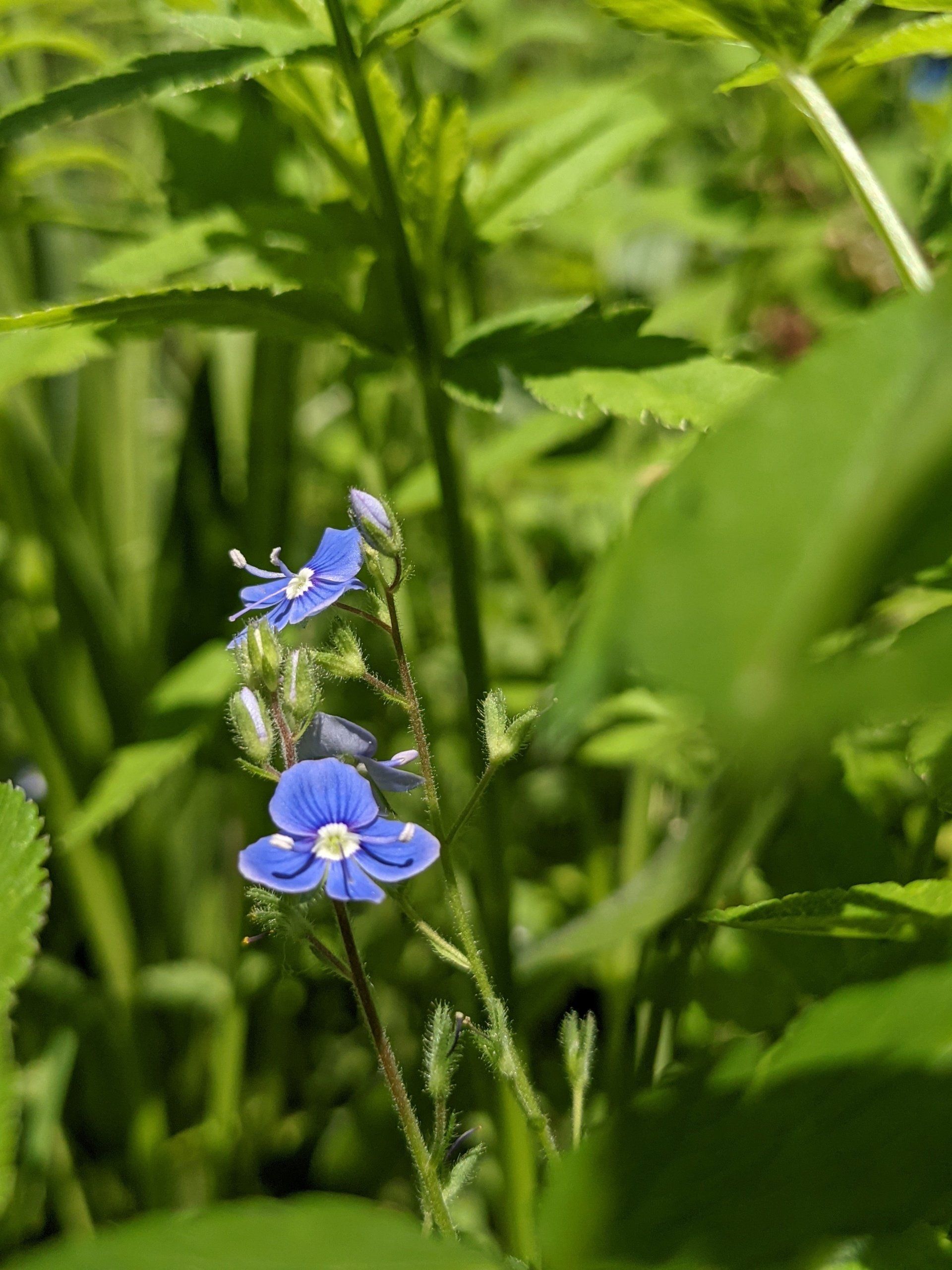 Wildflowers Gallery - Photograph by Sue Cartwright, Spiral Leaf