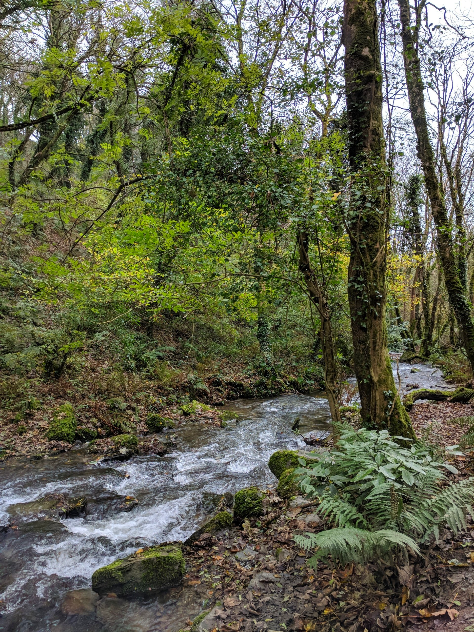 Riverside Gallery - Photograph by Sue Cartwright, Spiral Leaf