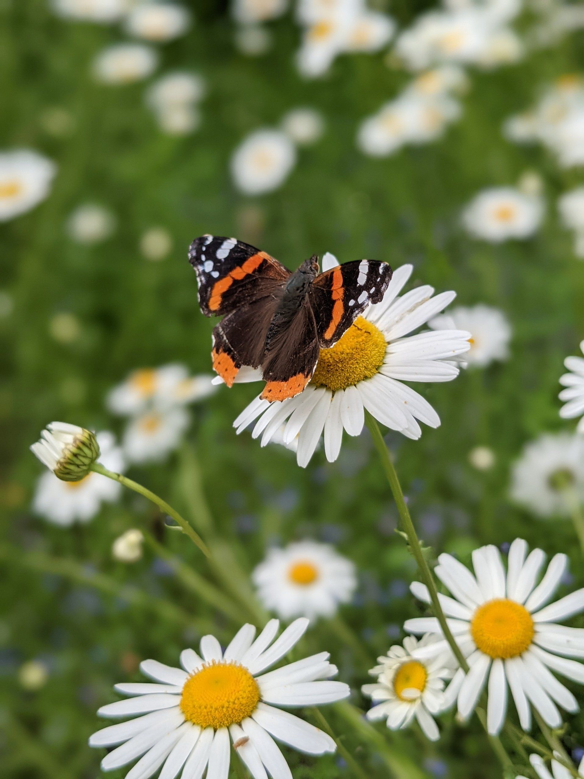 Red Admiral Butterfly - Photograph by Sue Cartwright, Spiral Leaf