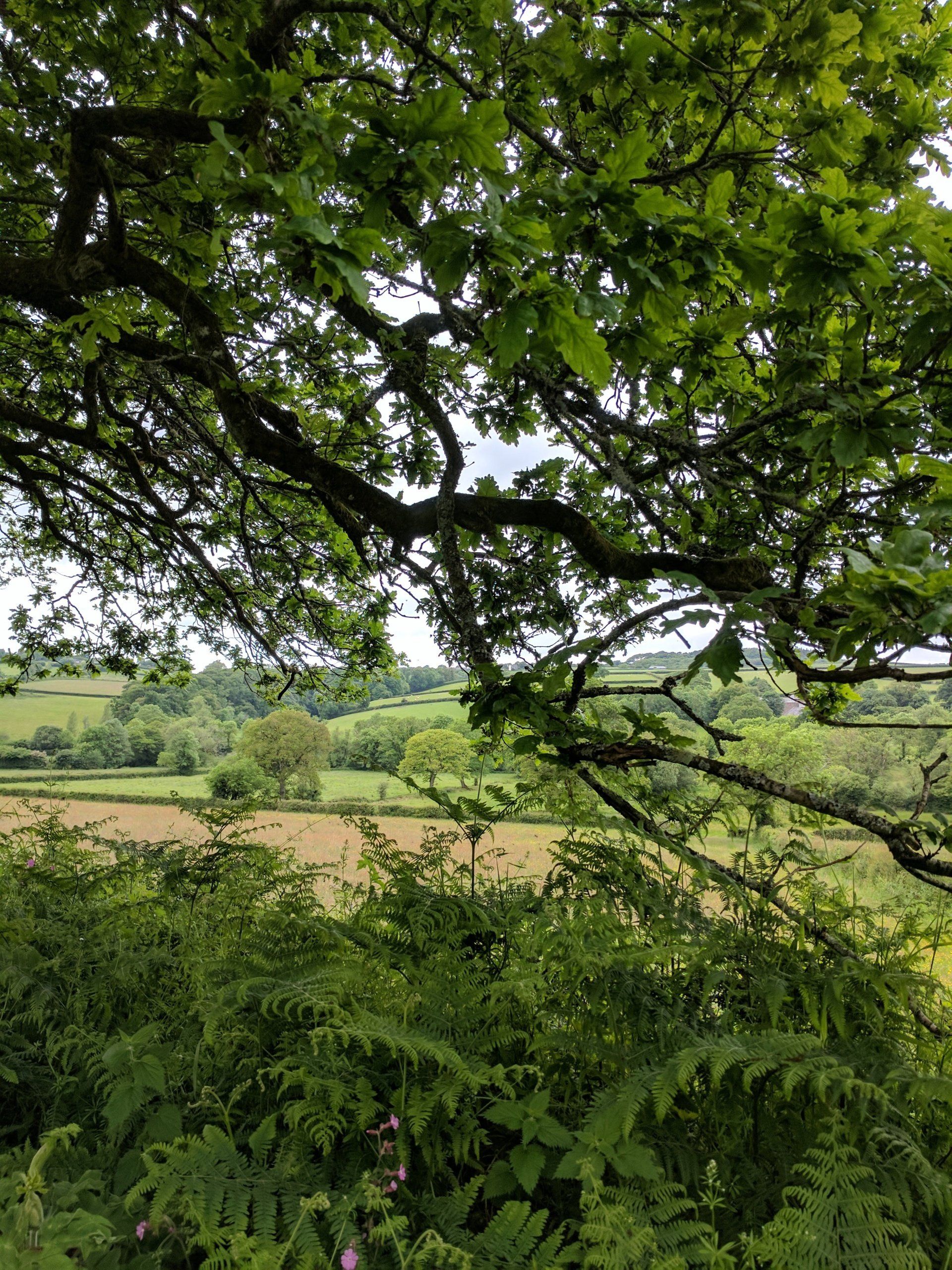 Hedgerows Gallery - Photograph by Sue Cartwright, Spiral Leaf