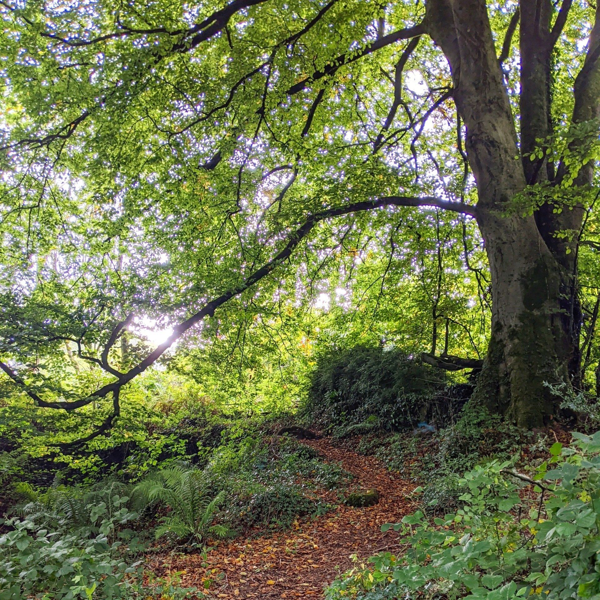 Woodland Gallery - Photograph by Sue Cartwright, Spiral Leaf