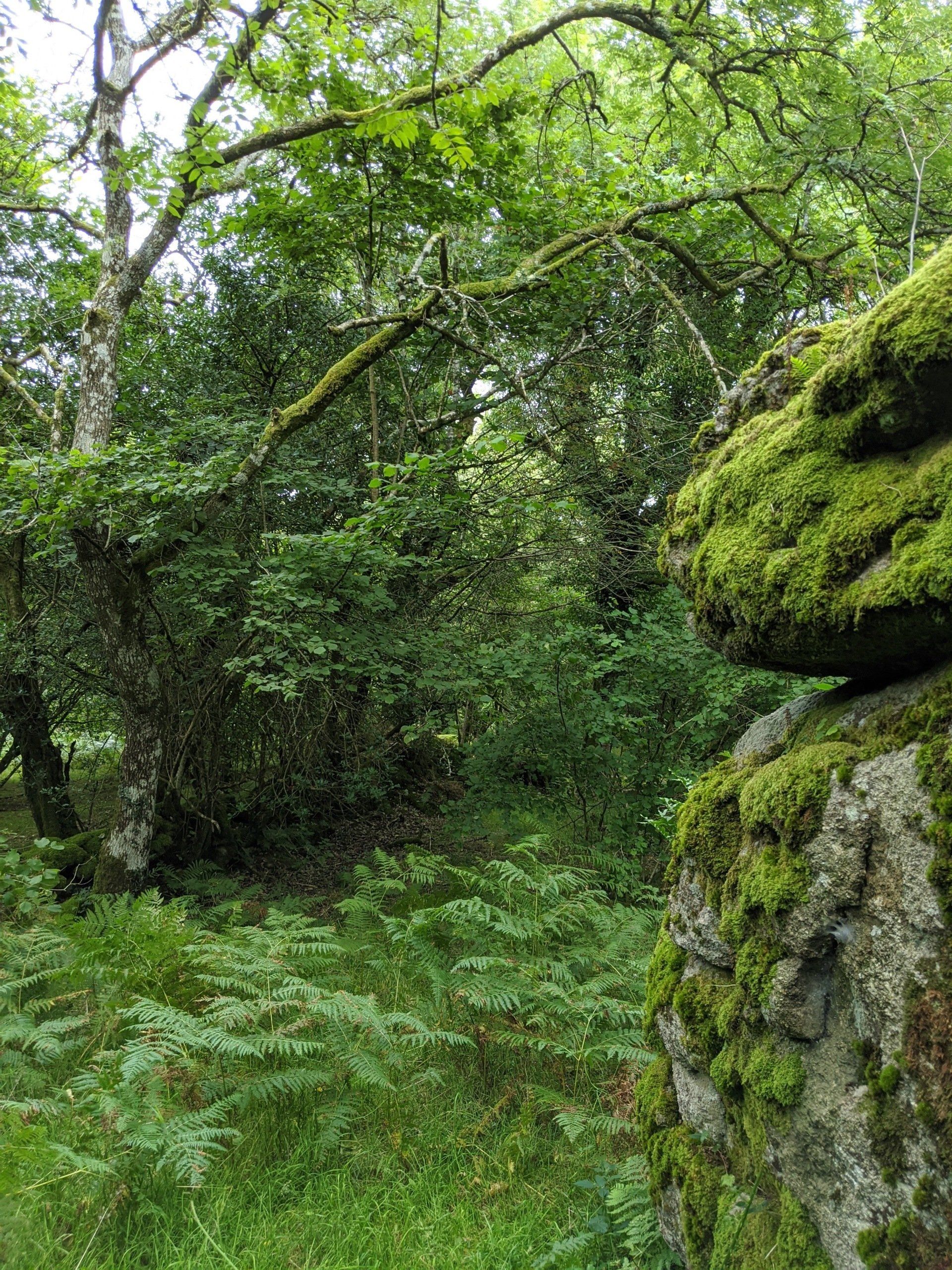 Woodland Gallery - Photograph by Sue Cartwright, Spiral Leaf