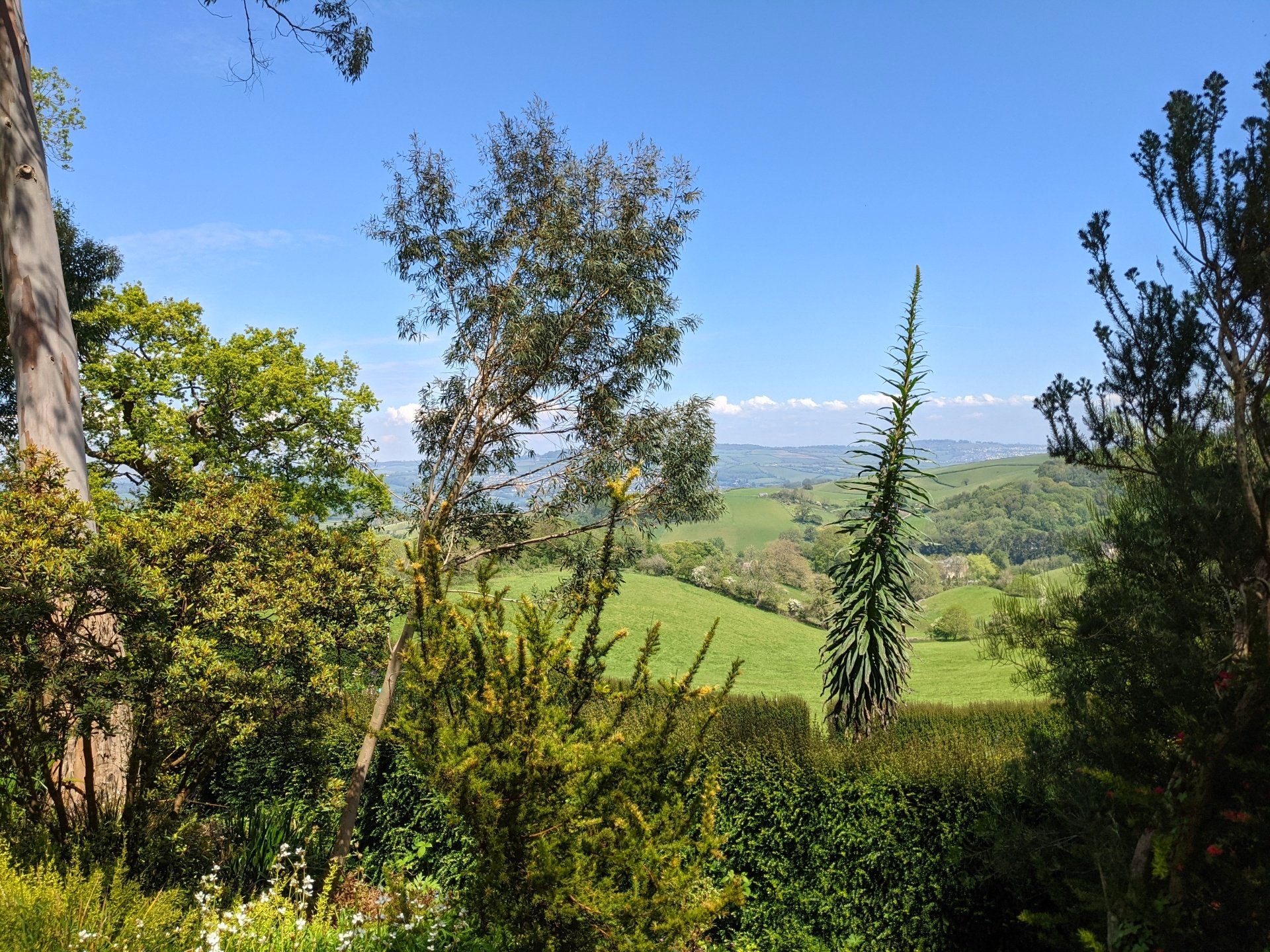 Summer Sun Gallery - Photographs by Sue Cartwright, Spiral Leaf