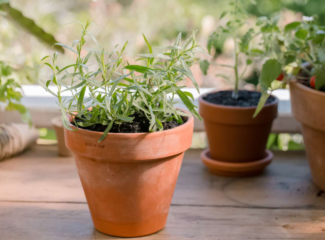 A Healing Herb (Tarragon) by Sue Cartwright, Spiral Leaf