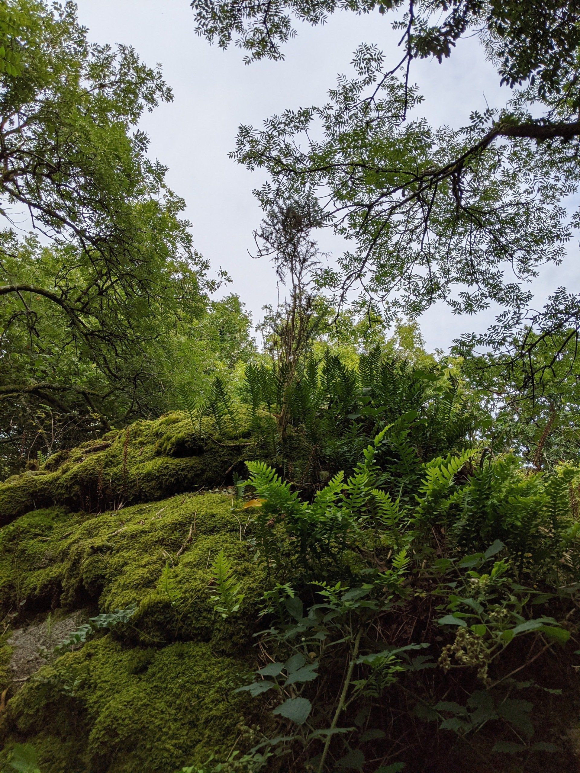 Woodland Gallery - Photograph by Sue Cartwright, Spiral Leaf