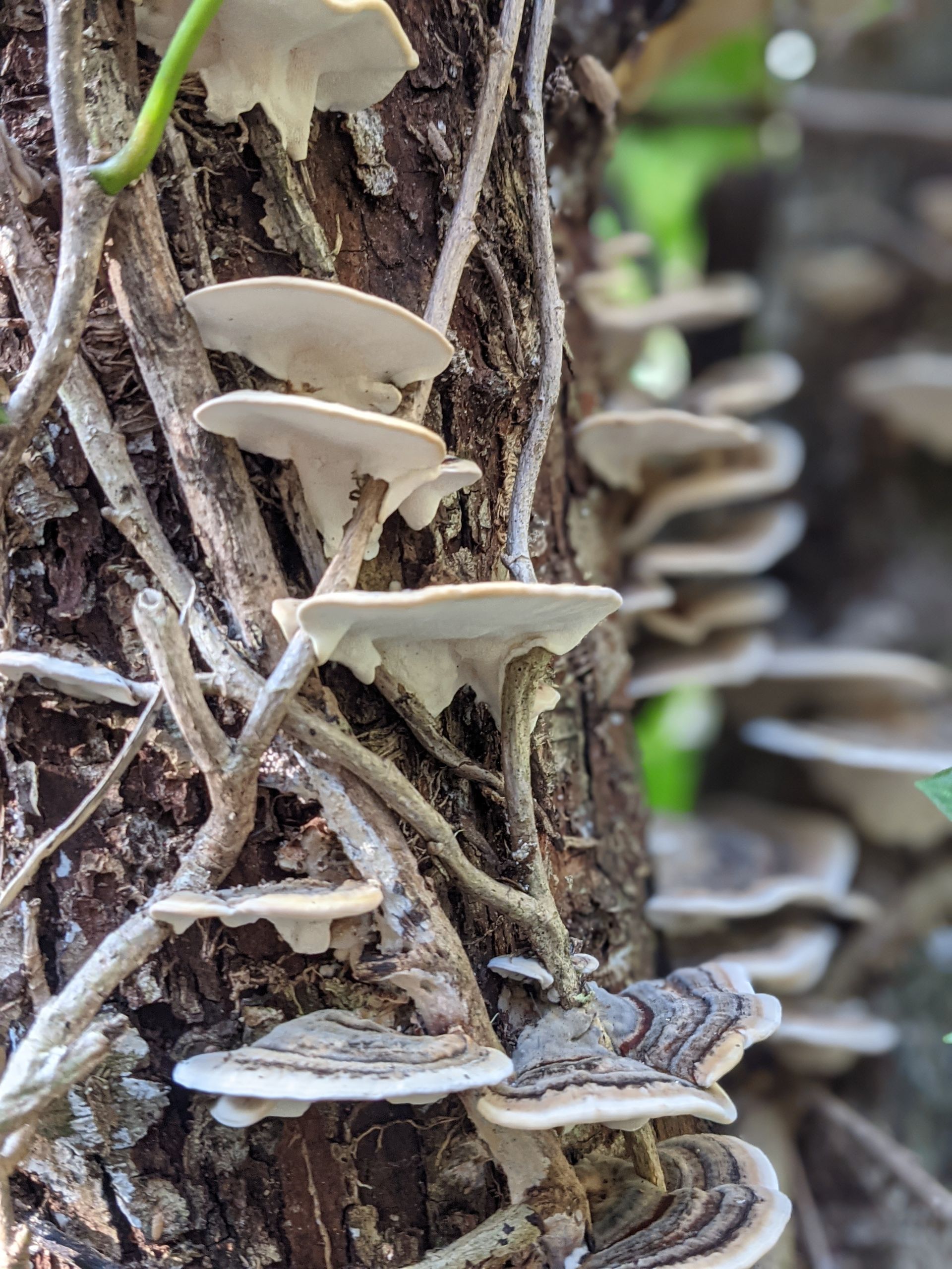 Turbo Boost Turkey Tail Tea - A Remedy by Sue Cartwright, Spiral Leaf