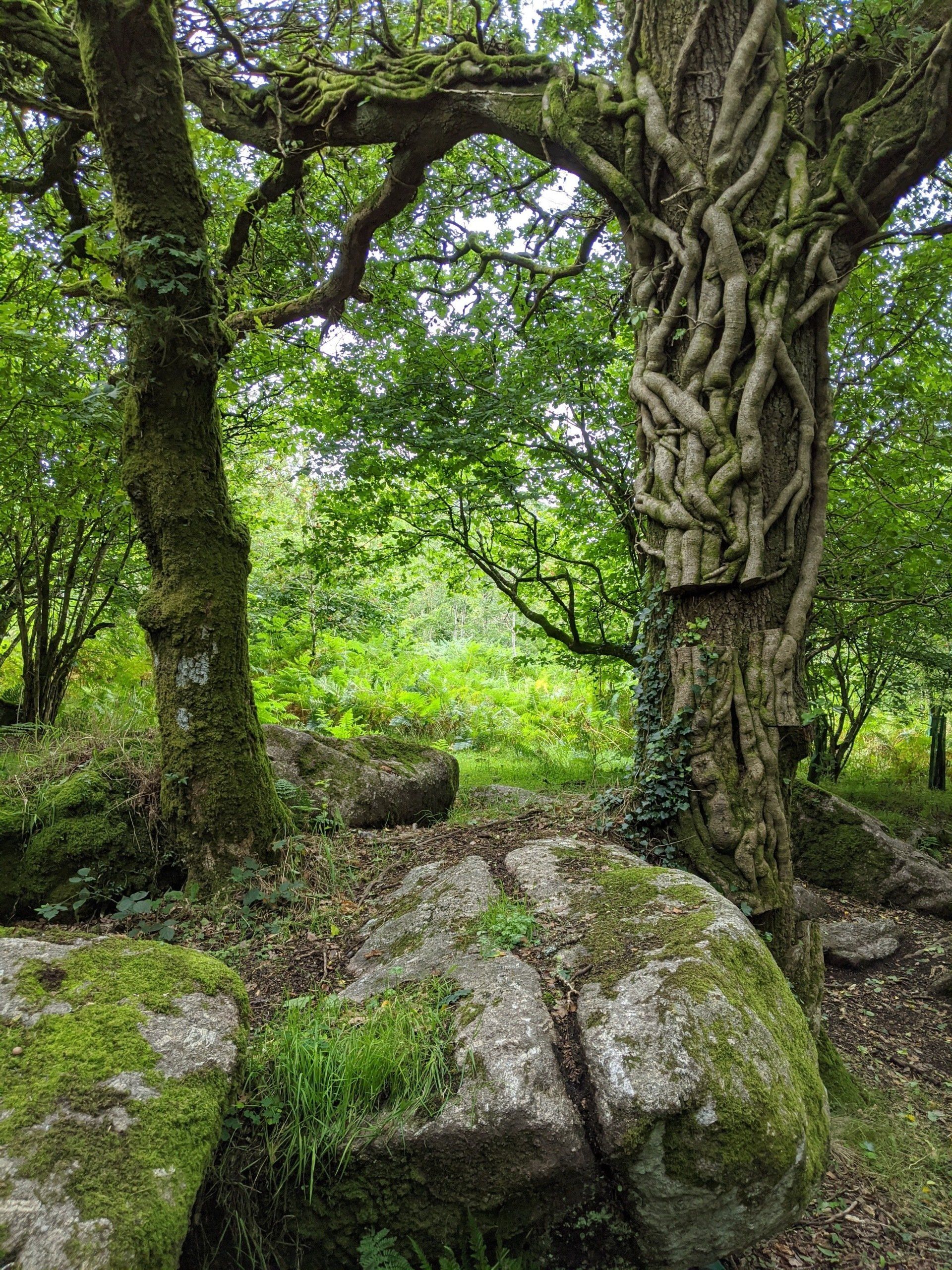 Woodland Gallery - Photograph by Sue Cartwright, Spiral Leaf