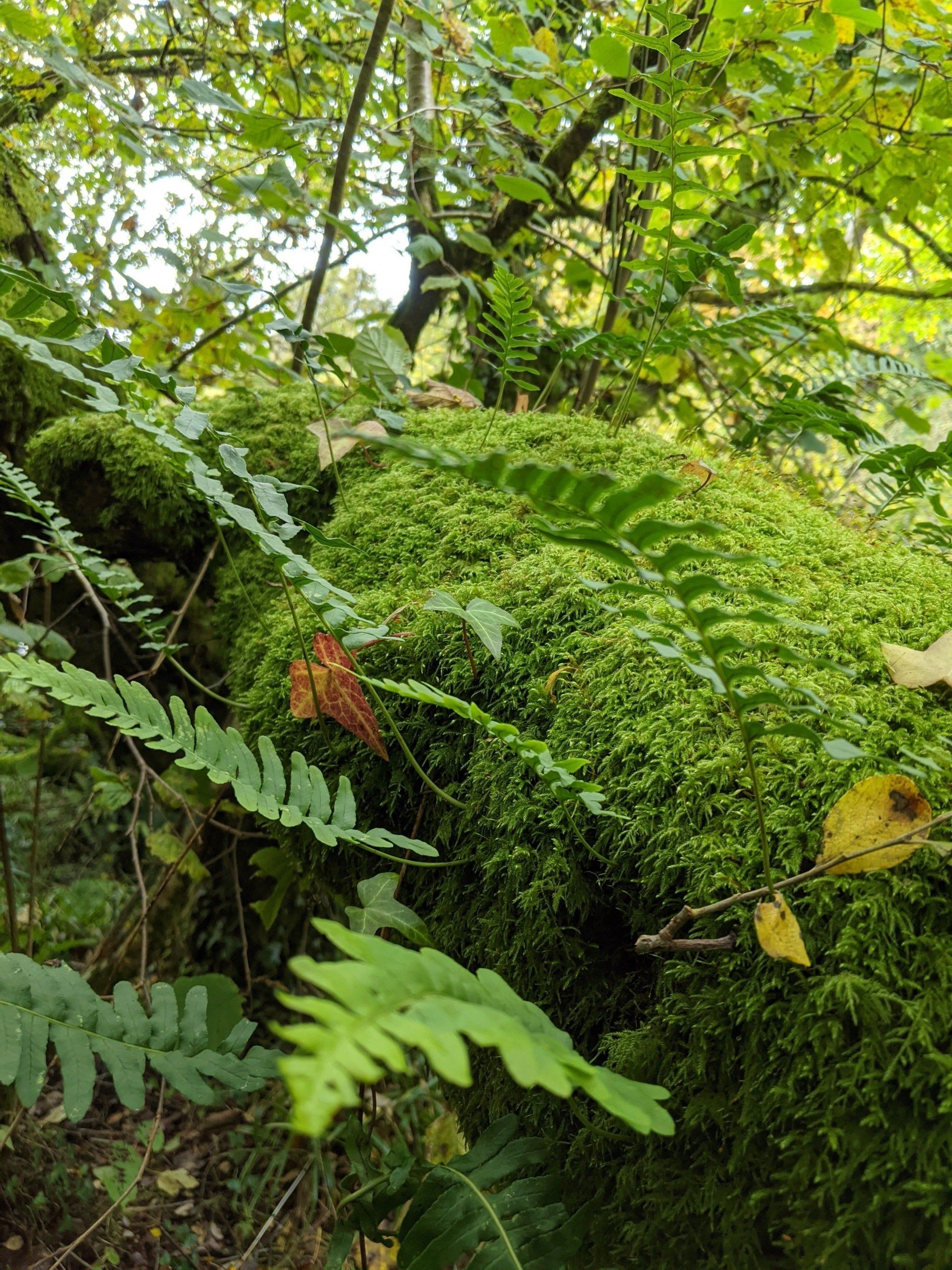 Woodland Gallery - Photograph by Sue Cartwright, Spiral Leaf