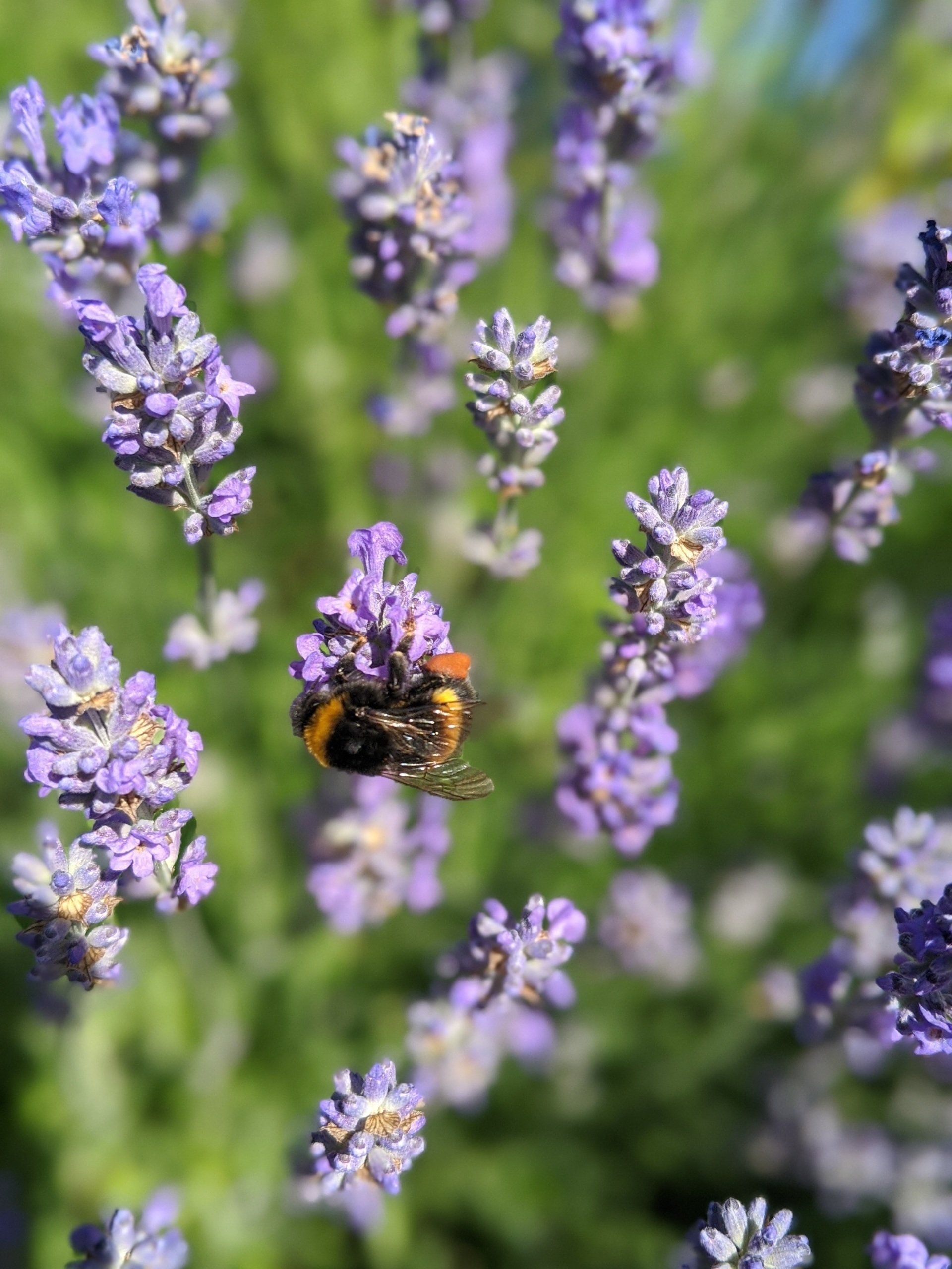 Almanac for June 2023 by Sue Cartwright, Spiral Leaf