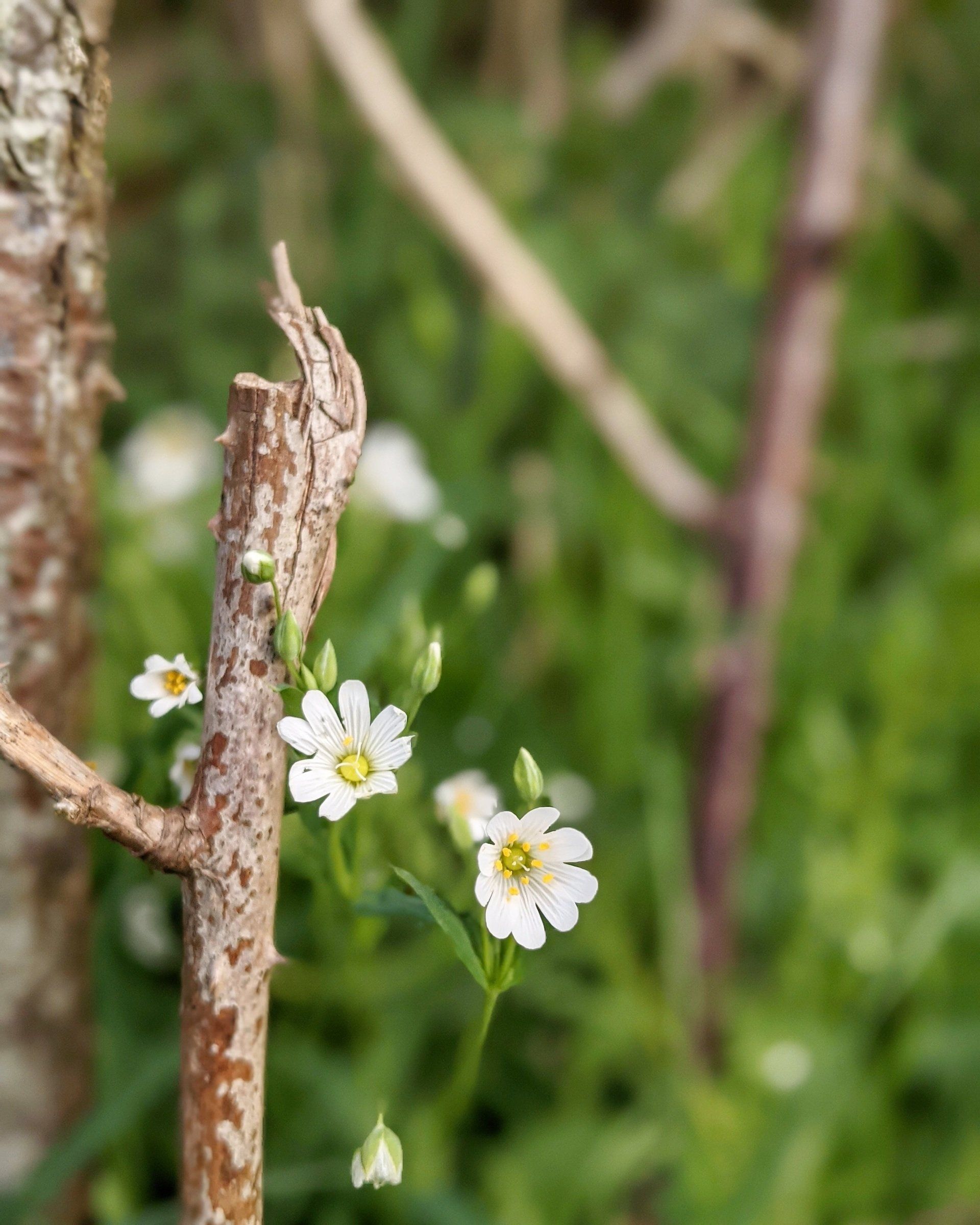 Wildflowers Gallery - Photograph by Sue Cartwright, Spiral Leaf