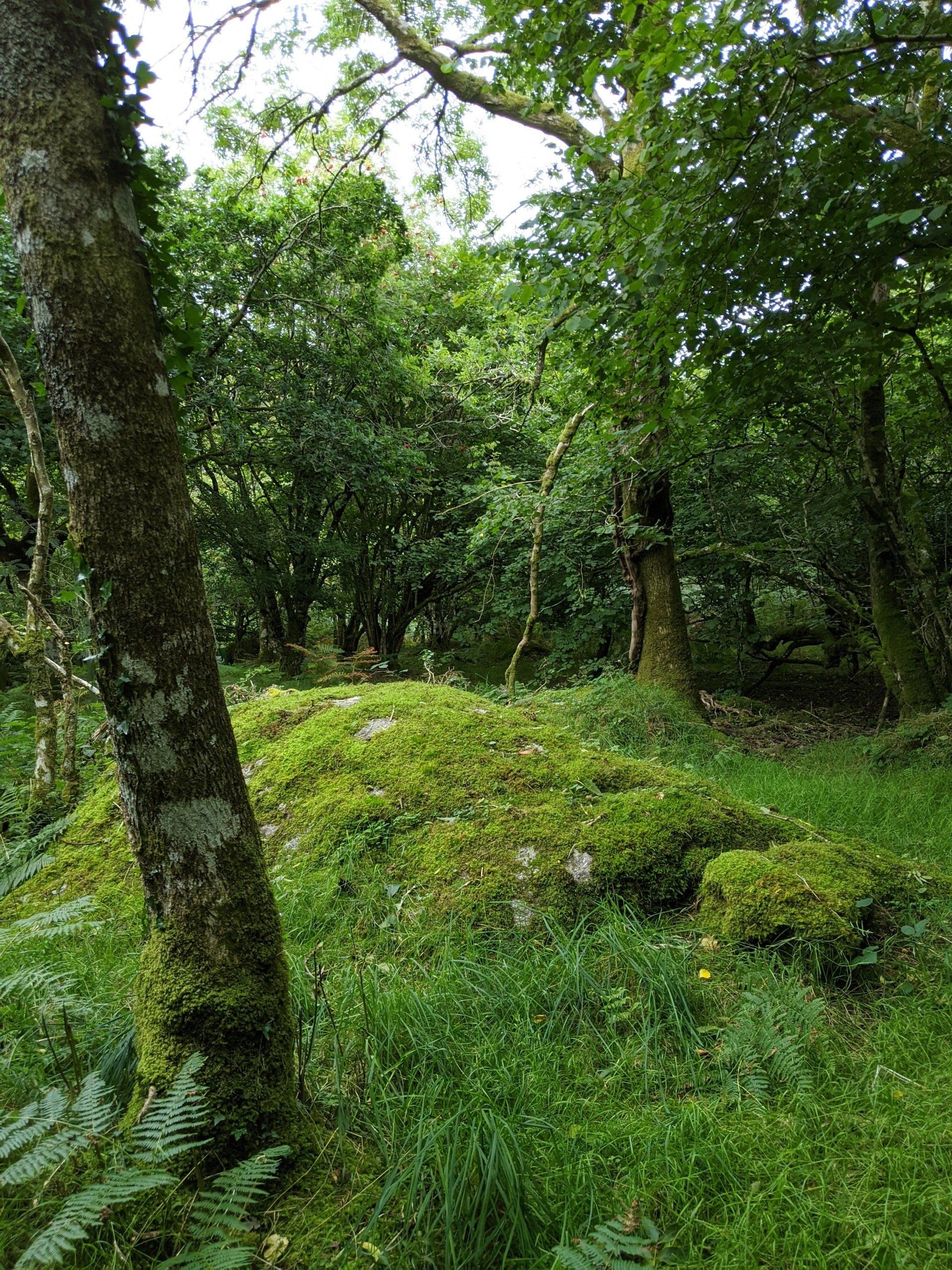 Woodland Gallery - Photograph by Sue Cartwright, Spiral Leaf
