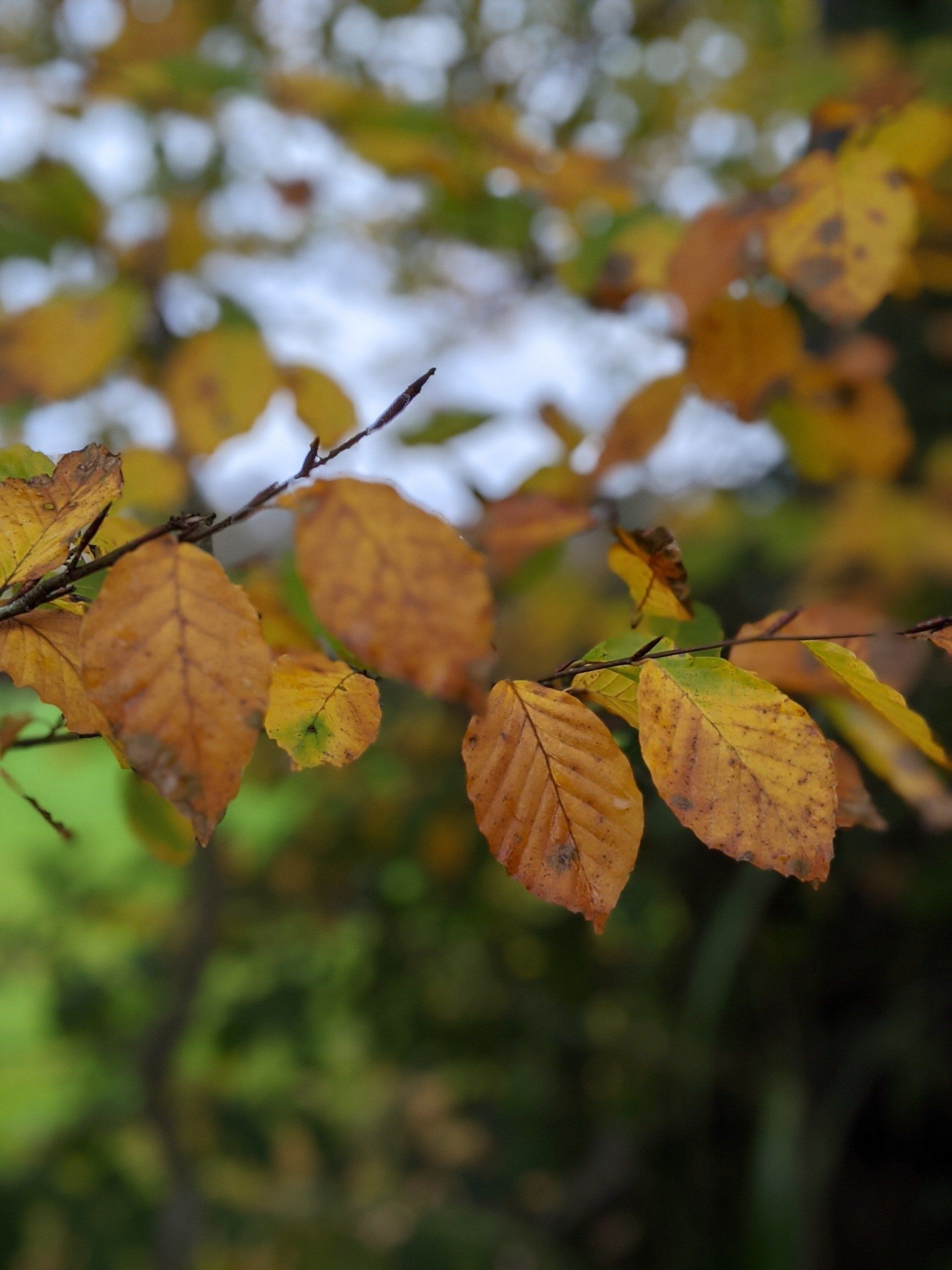 Leaves Gallery - Photograph by Sue Cartwright, Spiral Leaf