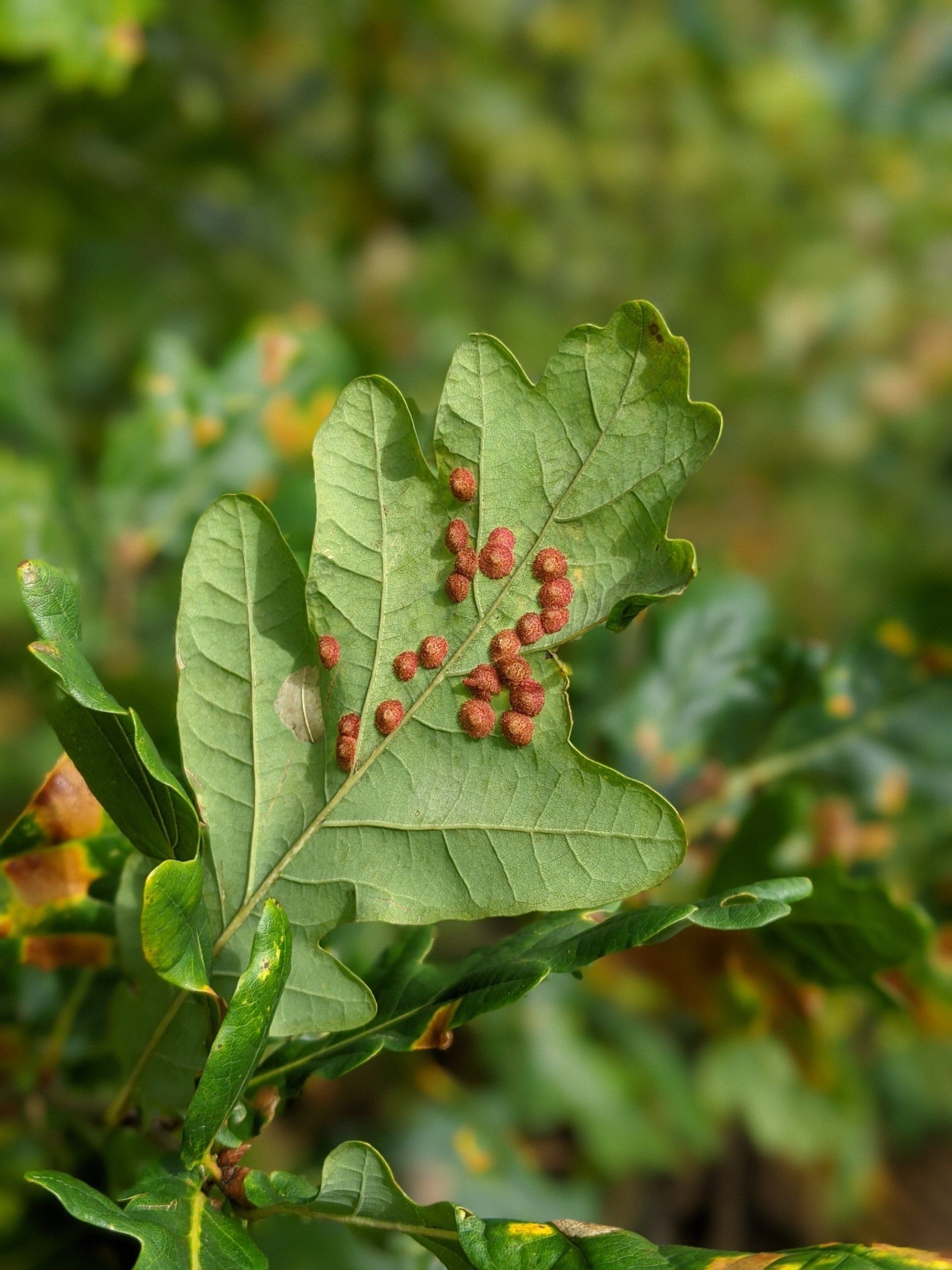 Leaves Gallery - Photograph by Sue Cartwright, Spiral Leaf