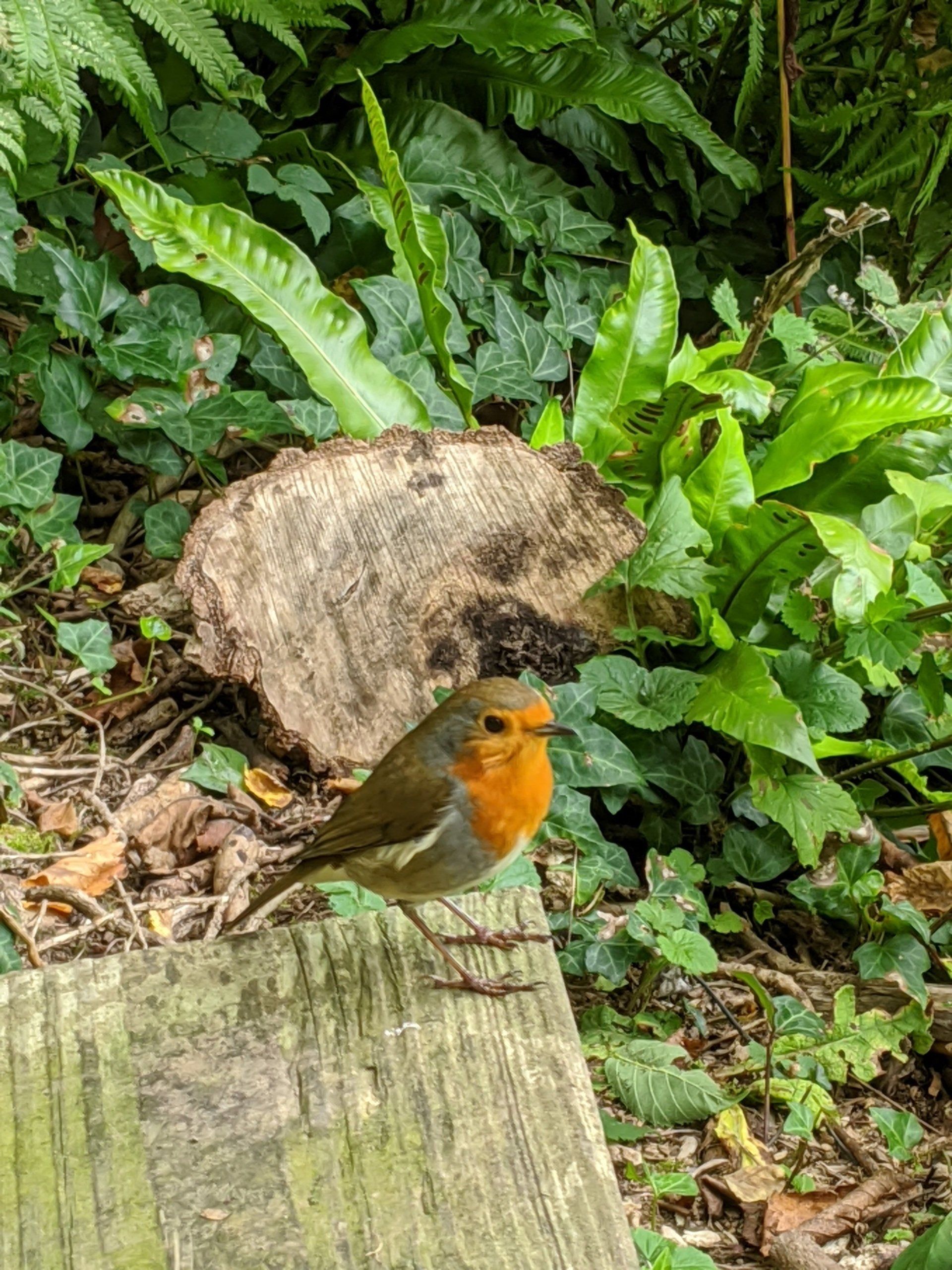 Spiral Leaf - A website dedicated to Nature, Natural Health and Spiritual Growth