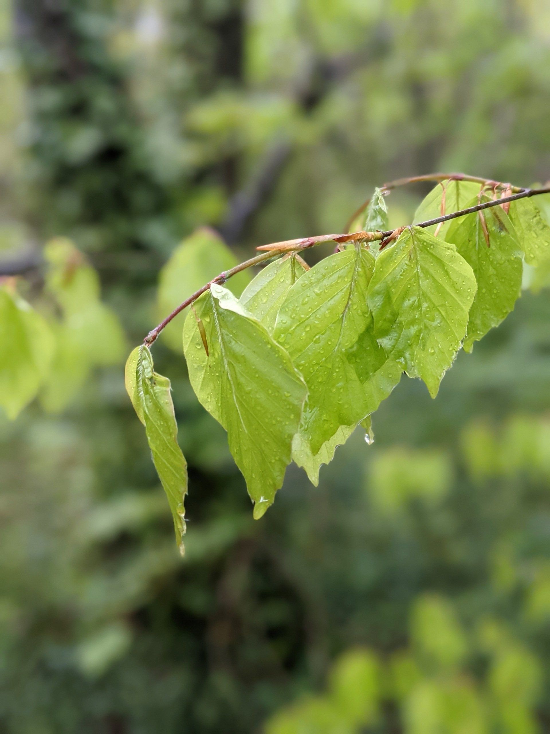 Leaves Gallery by Sue Cartwright
