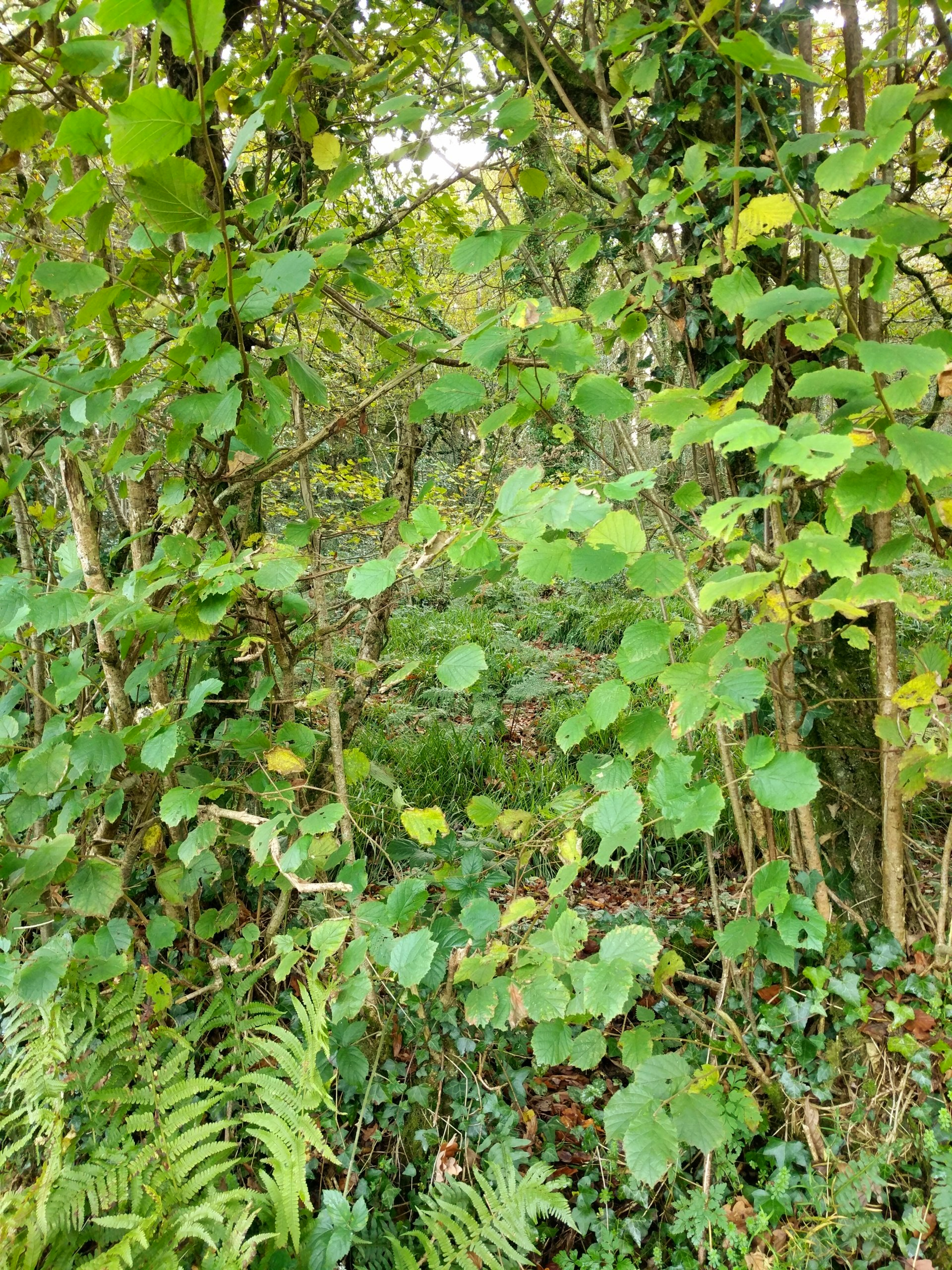 Riverside Gallery - Photograph by Sue Cartwright, Spiral Leaf