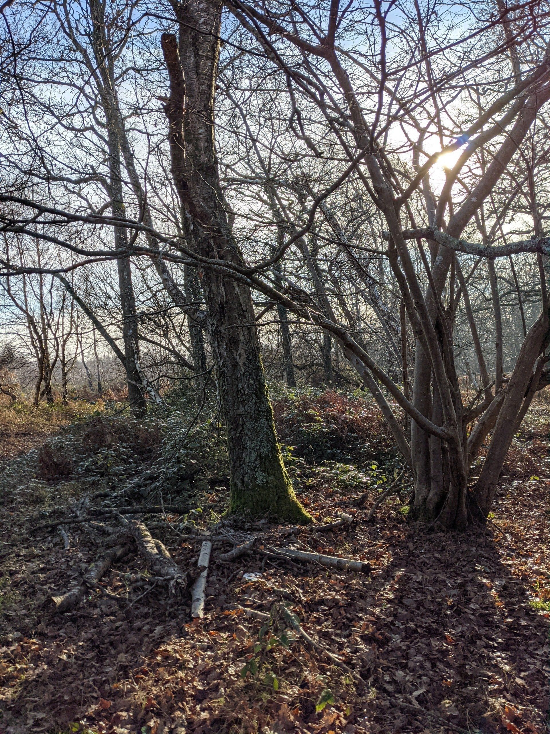 Healthland Gallery - Photograph by Sue Cartwright, Spiral Leaf