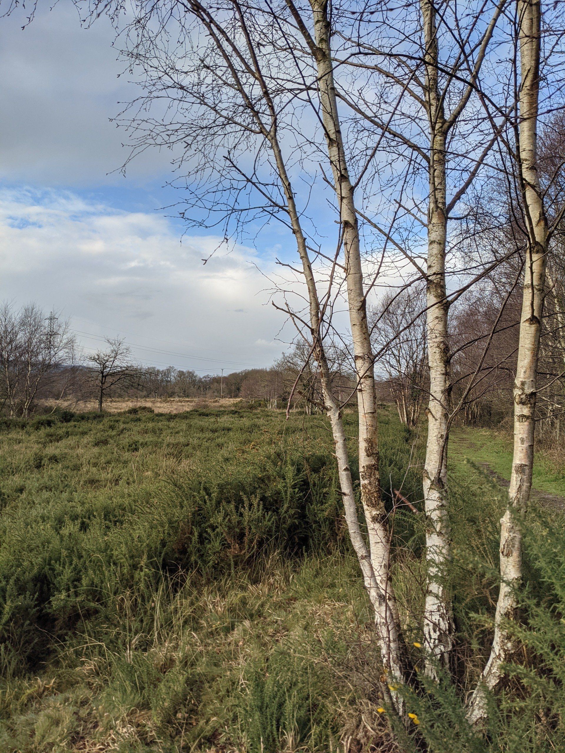 Healthland Gallery - Photograph by Sue Cartwright, Spiral Leaf