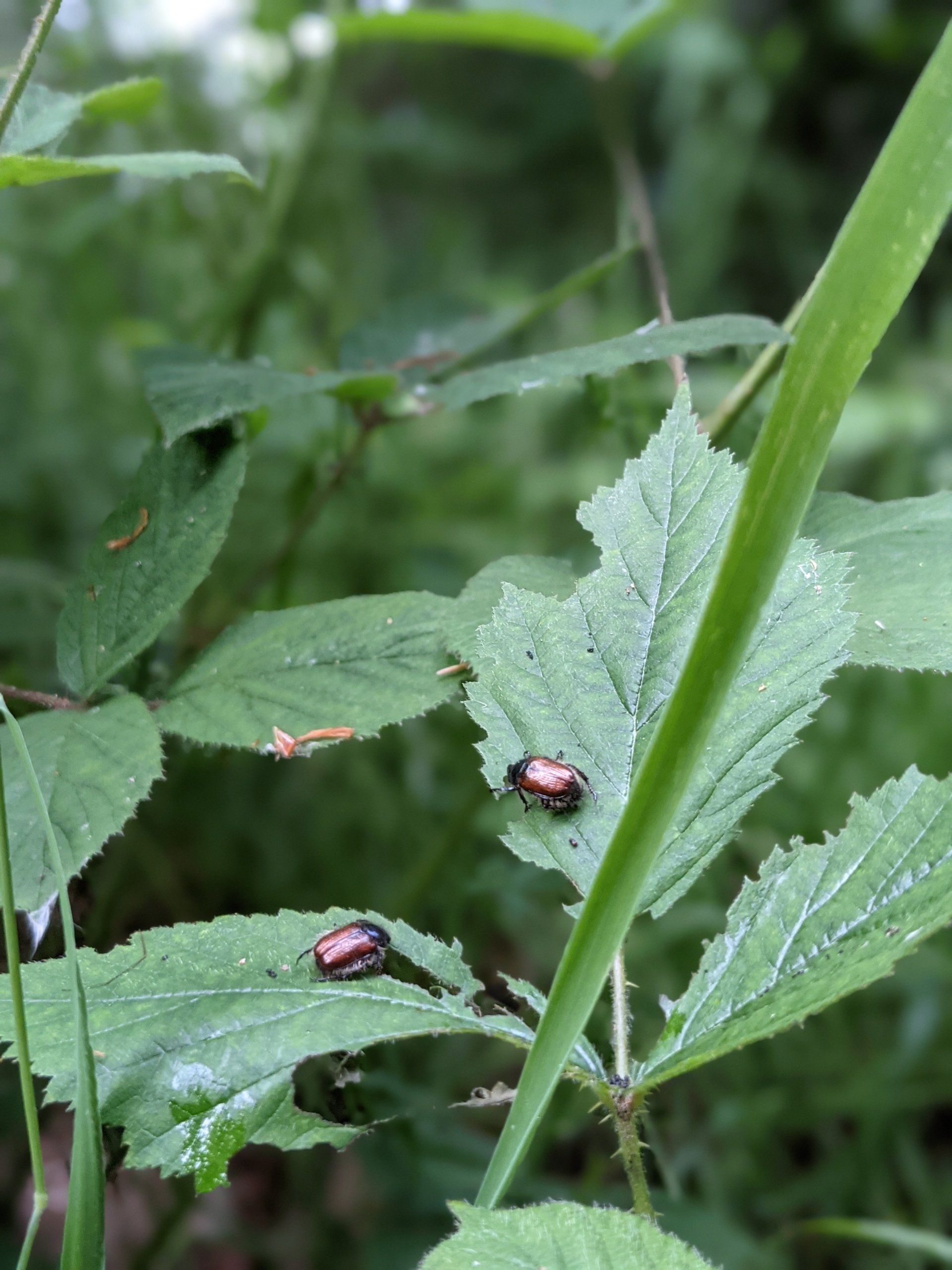 Copper Coloured Beetles - Photograph and Poem  by Sue Cartwright