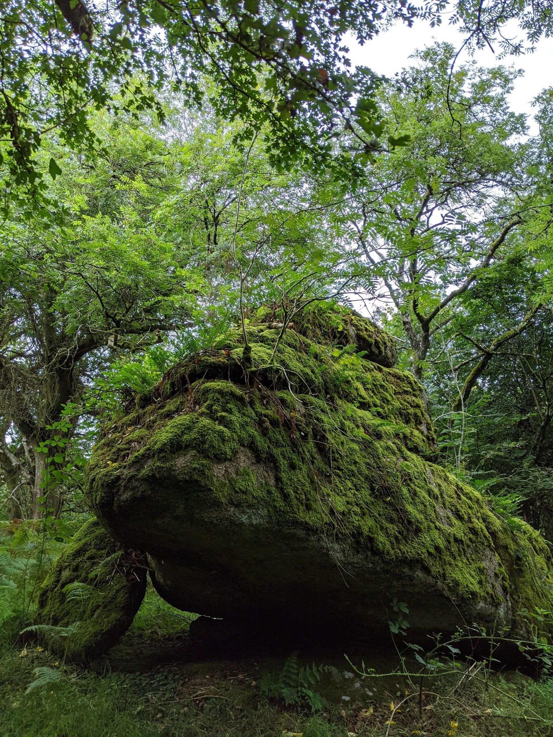 Woodland Gallery - Photograph by Sue Cartwright, Spiral Leaf