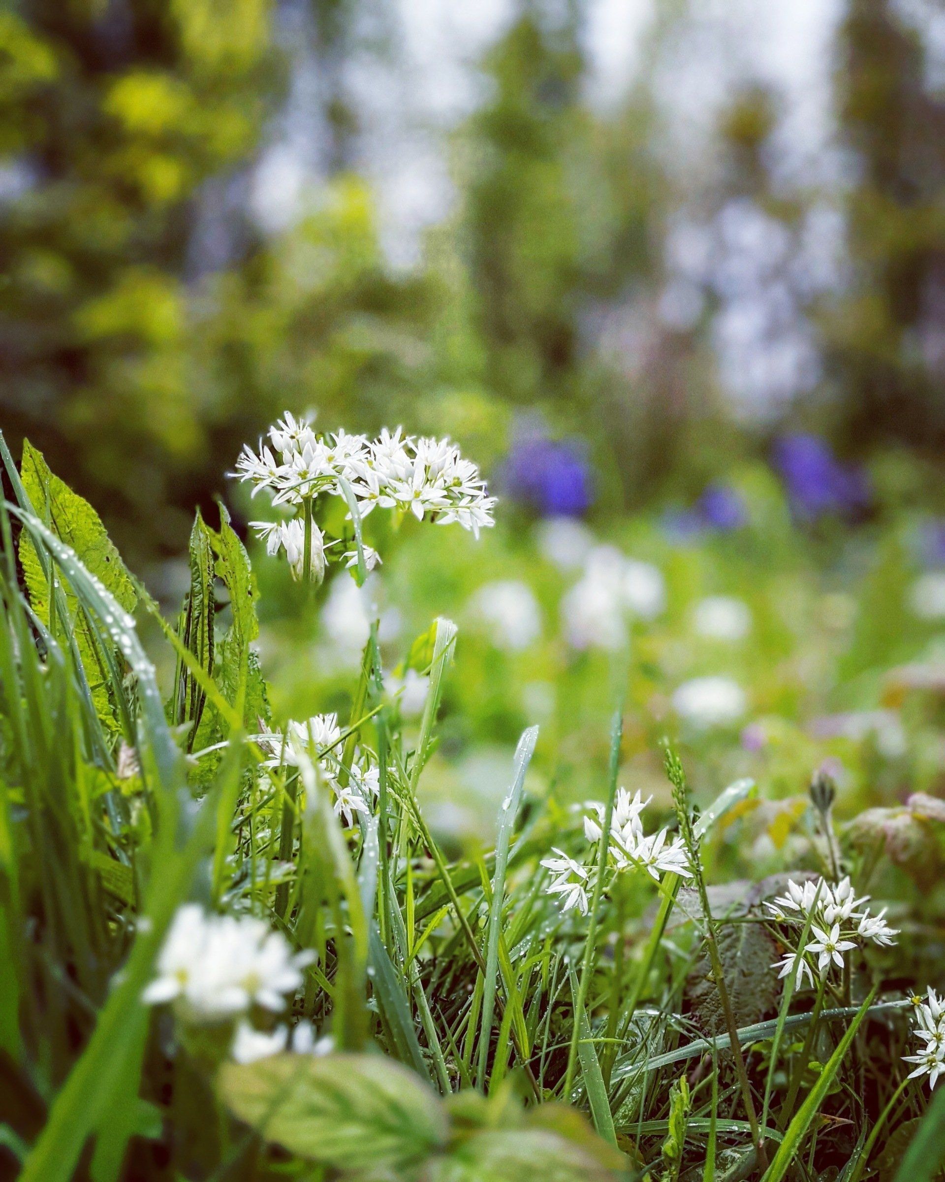 Wildflowers Gallery by Sue Cartwright, Spiral Leaf