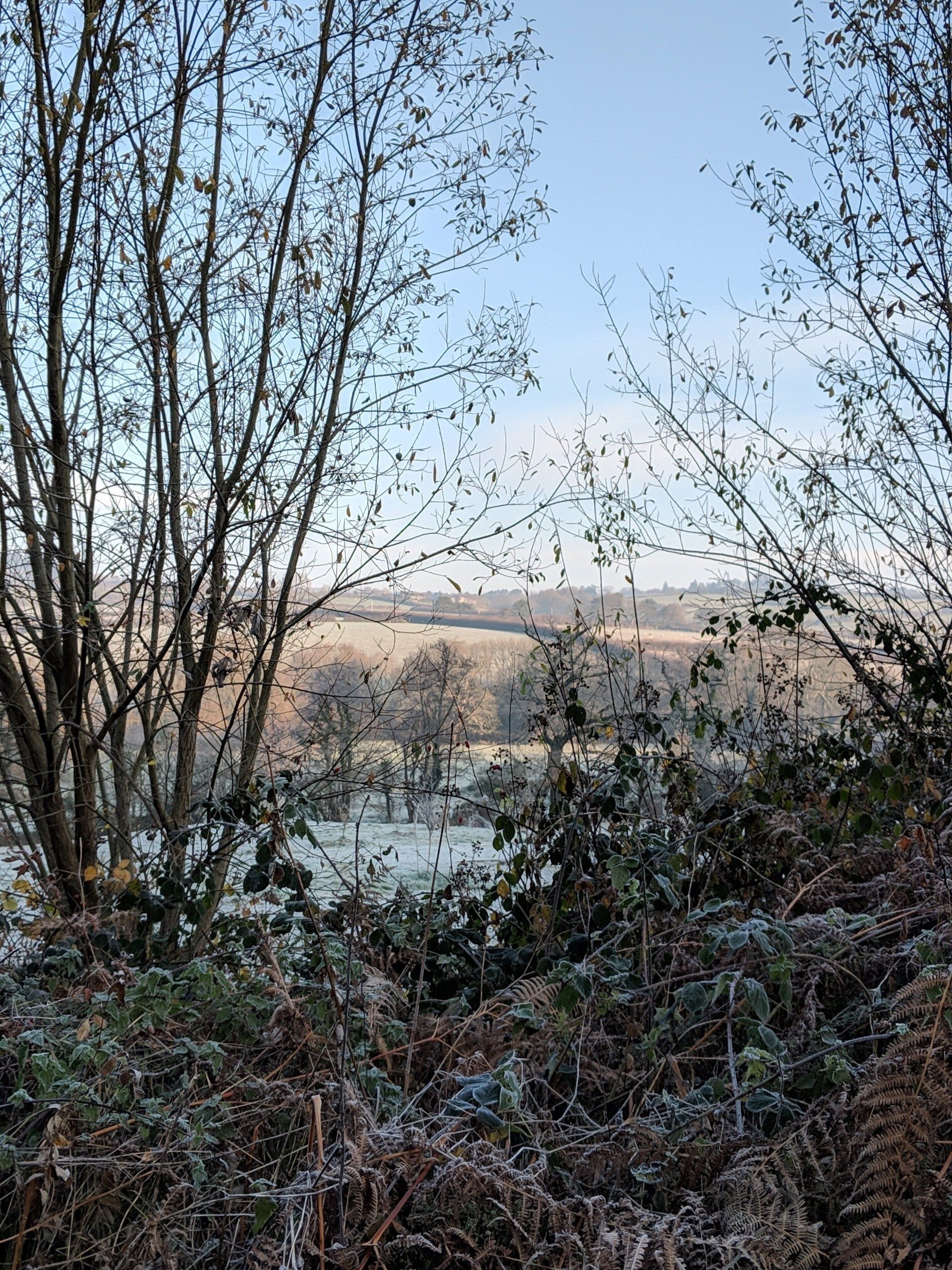 A Frosty Morning by Sue Cartwright, Spiral Leaf