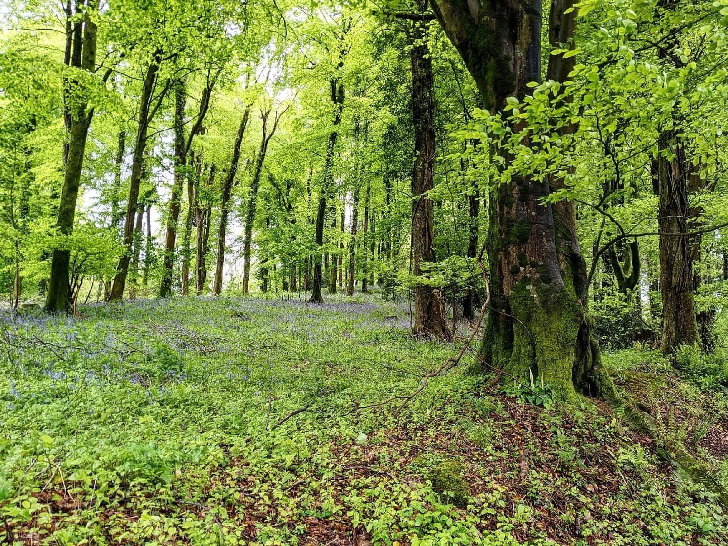 Woodland Gallery by Sue Cartwright