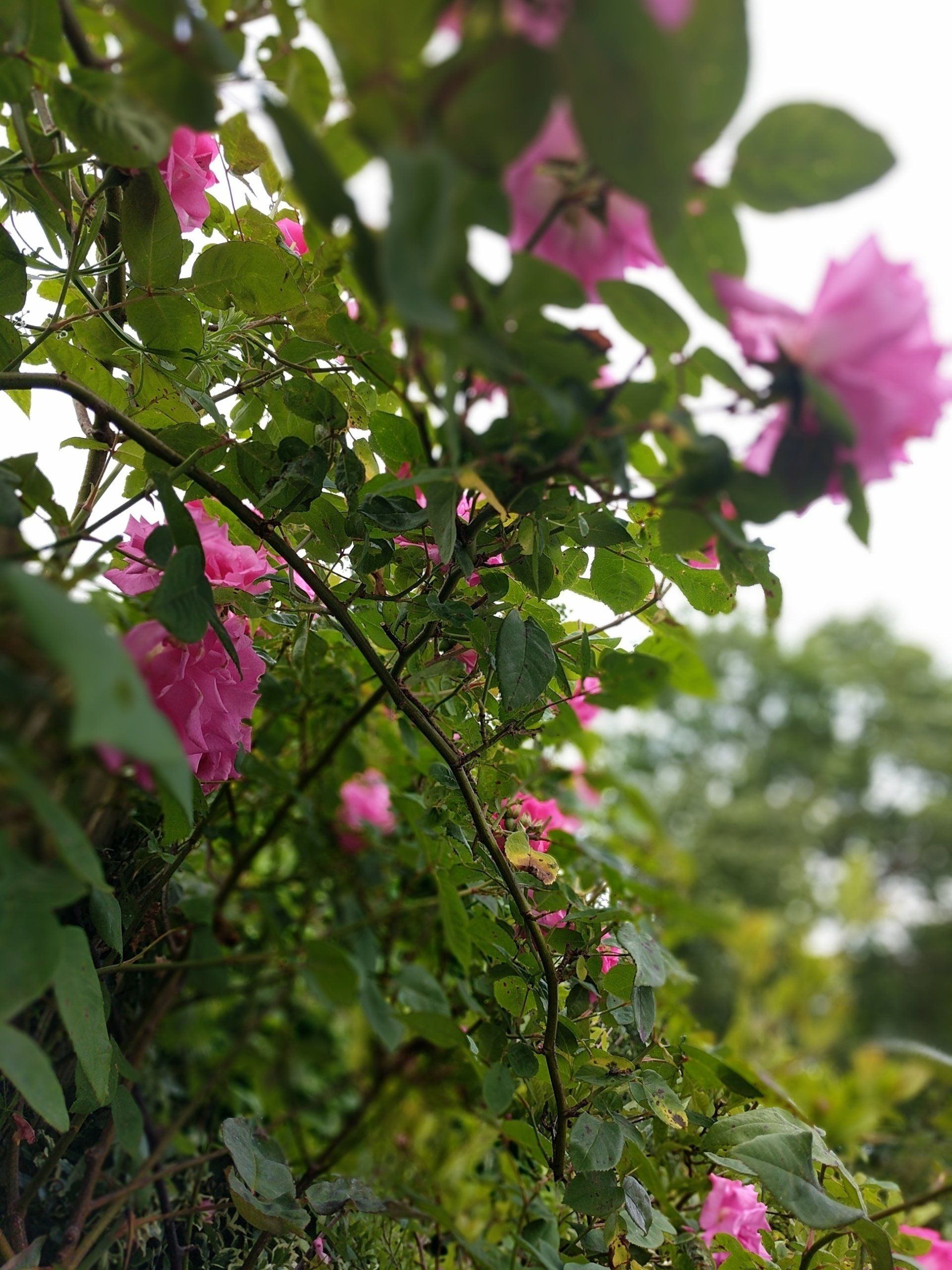 A Garden to Heal - Photograph by Sue Cartwright, Spiral Leaf