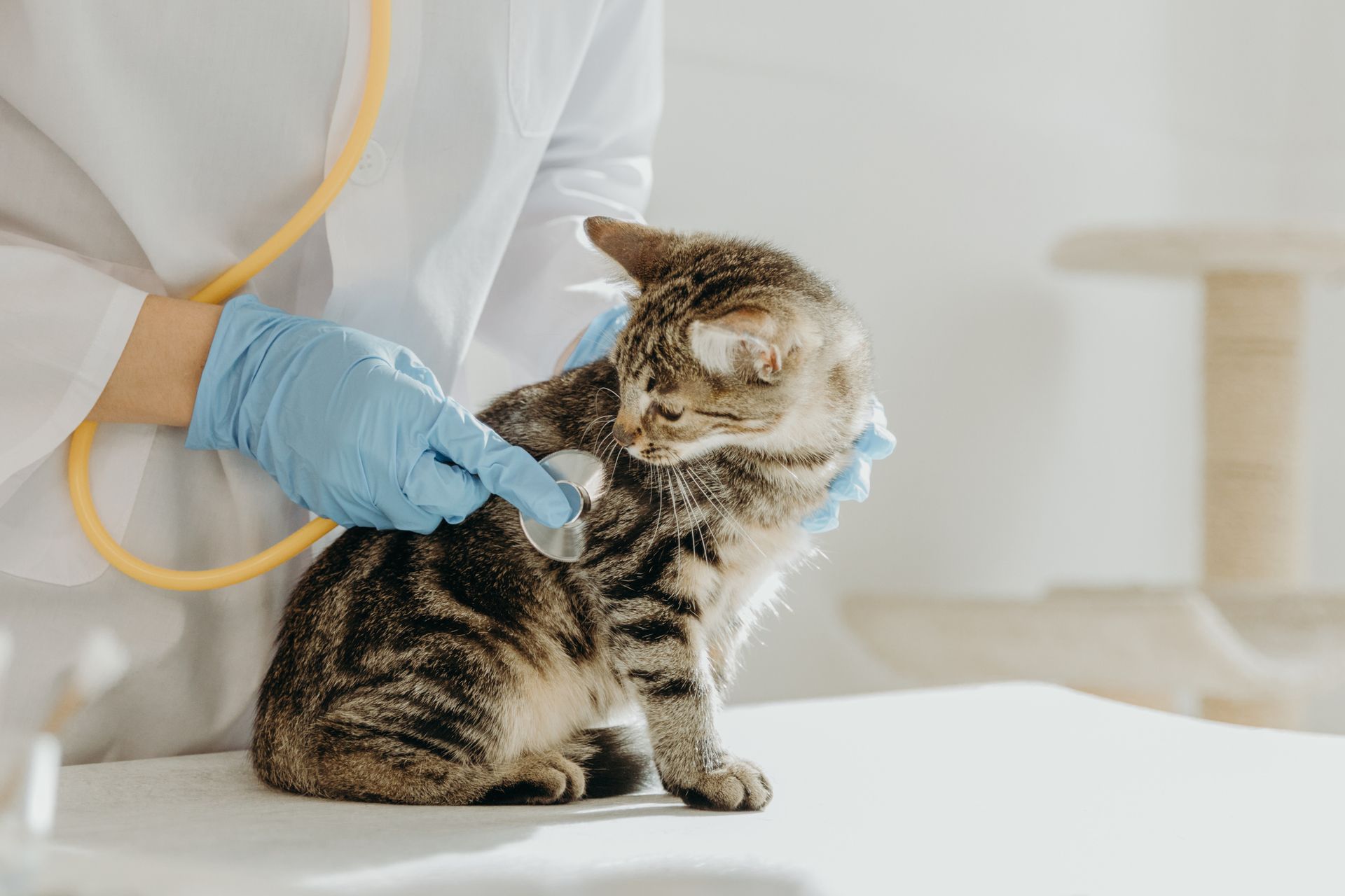 A veterinarian listens to the heartbeat of a kitten with a stethoscope in a clinic. A veterinarian listens to the heartbeat of a kitten with a stethoscope in a clinic.