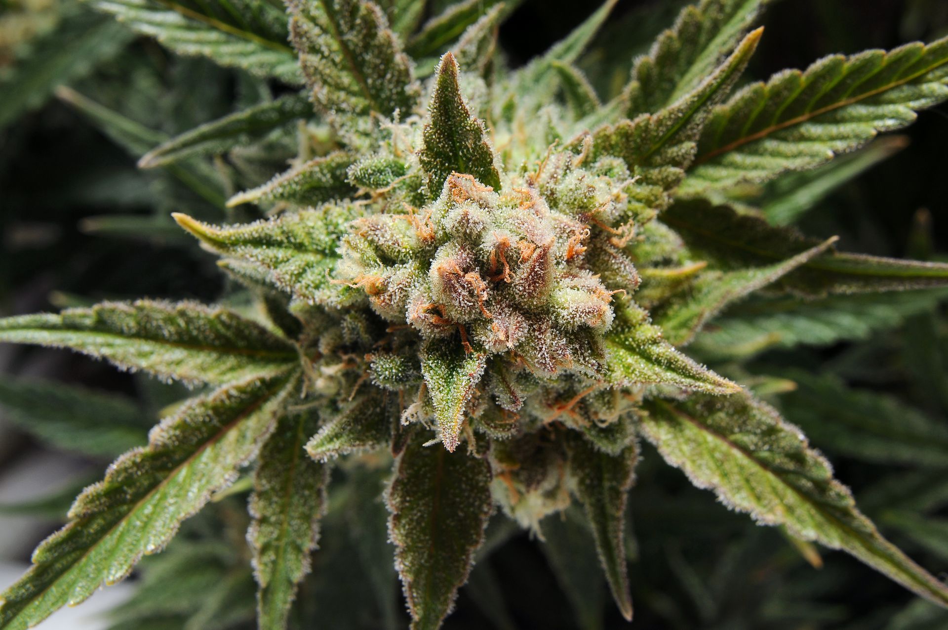 A close-up, top-down view of a dense, green cannabis flower bud covered in frosty trichomes with orange pistils.