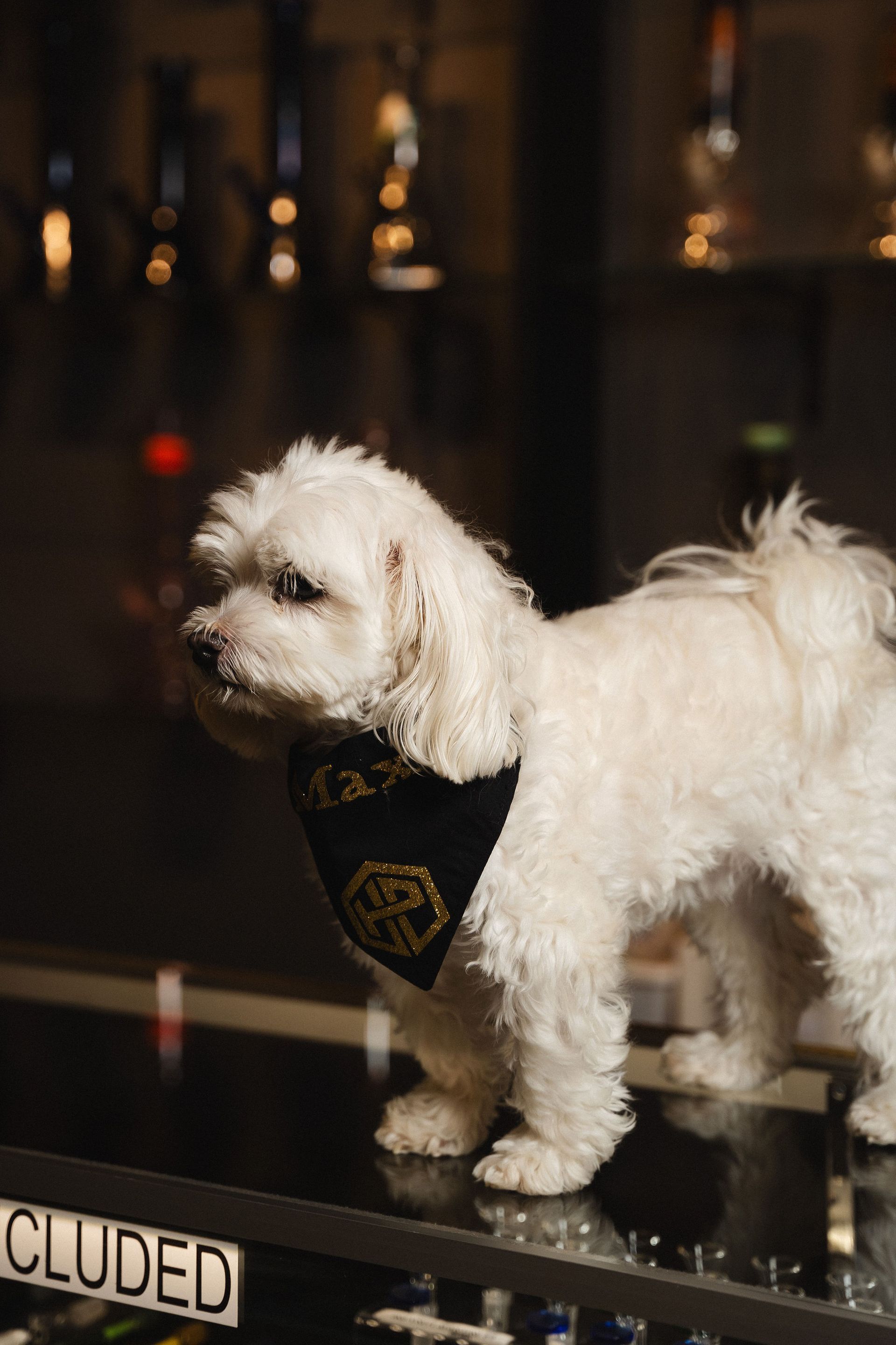 A small, fluffy white dog wearing a black and gold bandana stands on a dark, reflective counter in a dimly lit room in a cannabis store in Niagara Falls