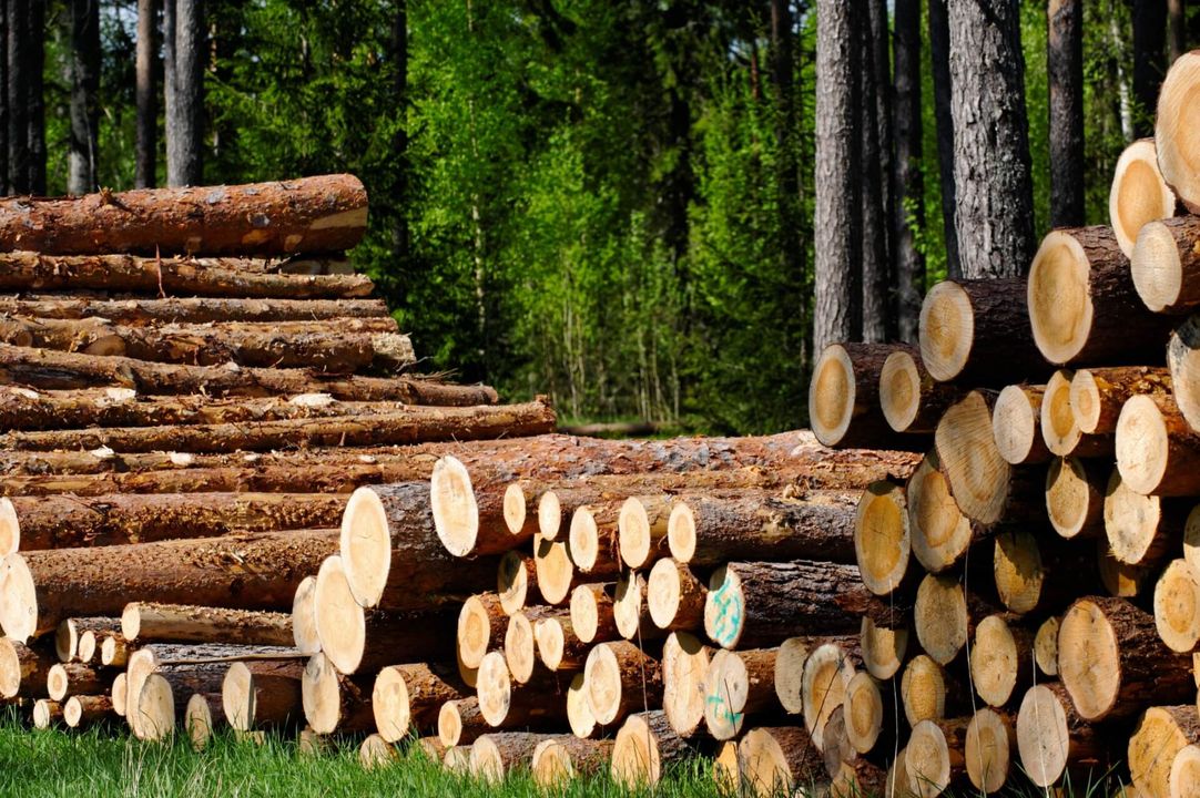 tronchi di legno