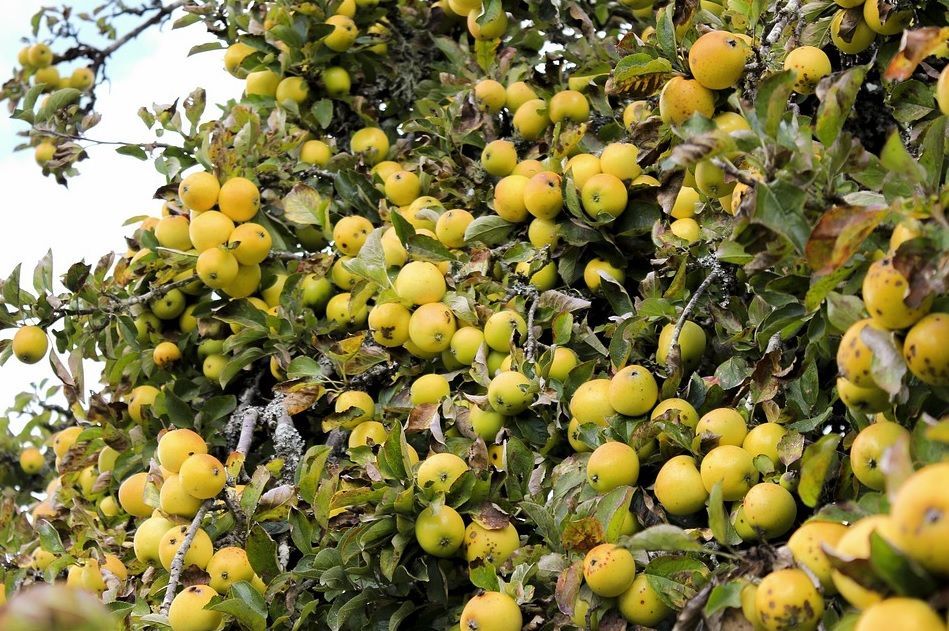 Tree branches heavy with yellow-green apples in an orchard