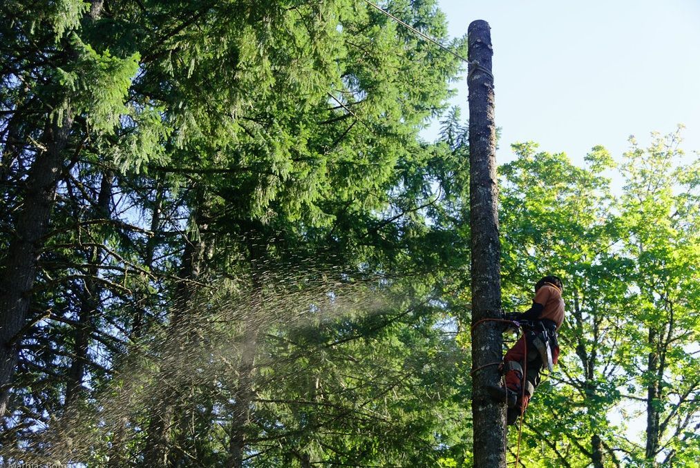 Person climbing a tall tree trunk in a sunny green forest