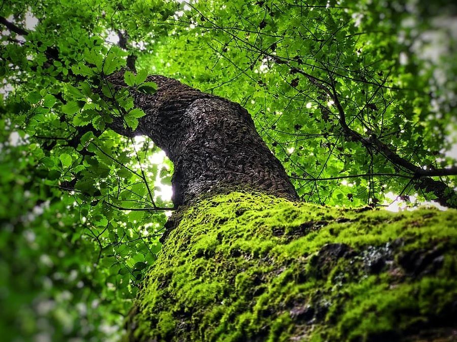 Moss-covered tree trunk rising into a bright green forest canopy, viewed from below
