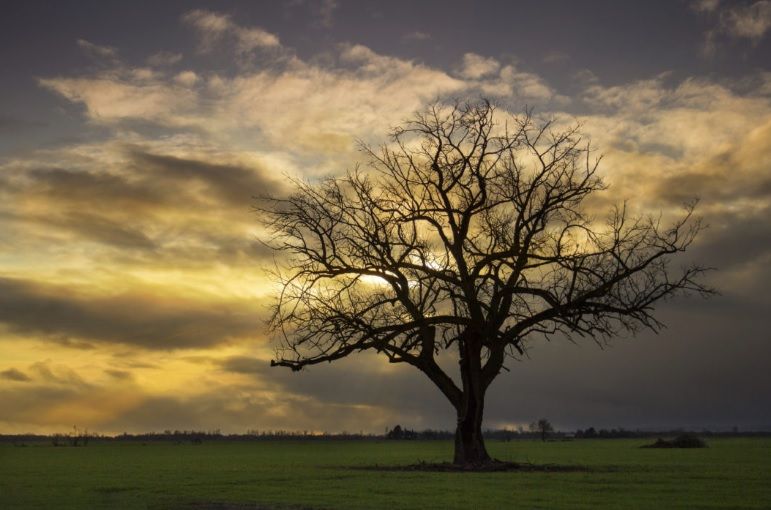 Bare tree silhouetted against a golden, cloudy sunset over a green field