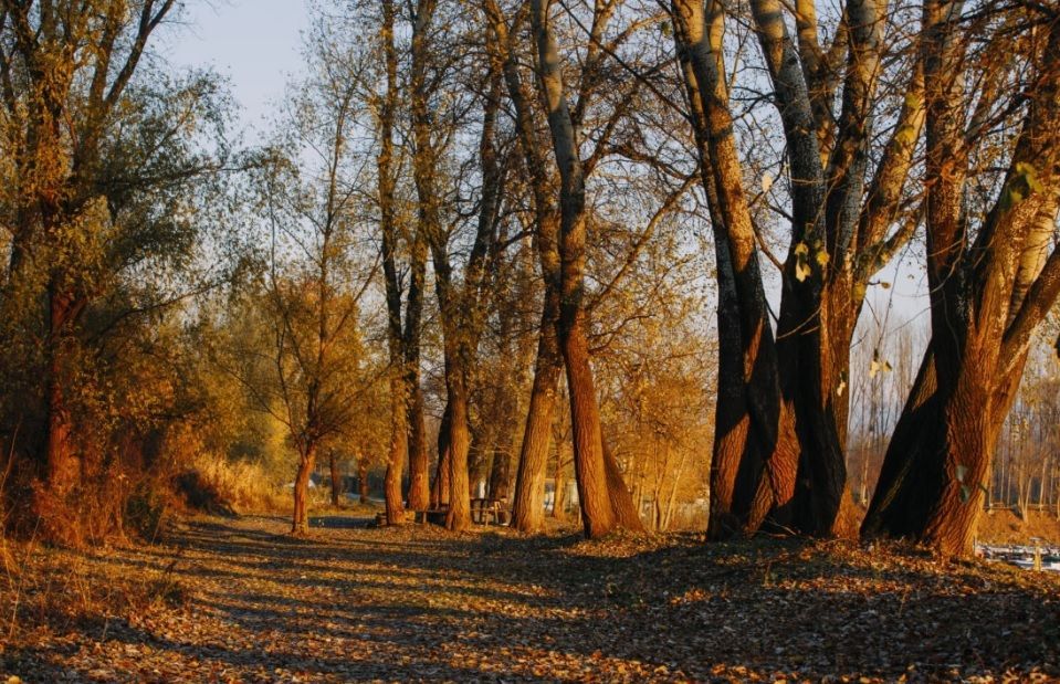 Autumn woodland path with bare trees and golden leaves in warm sunlight