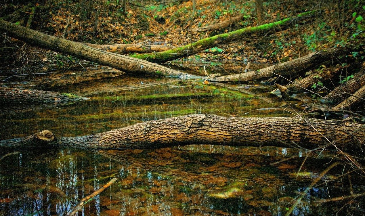 Dense fallen logs and branches reflected in a shallow forest stream with green and brown foliage.