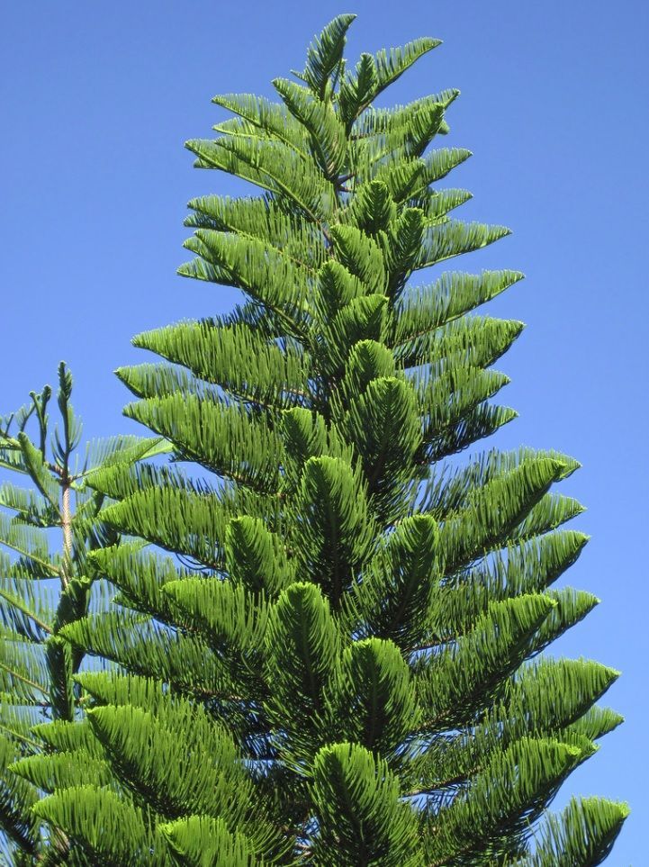 Tall green conifer tree against a clear blue sky