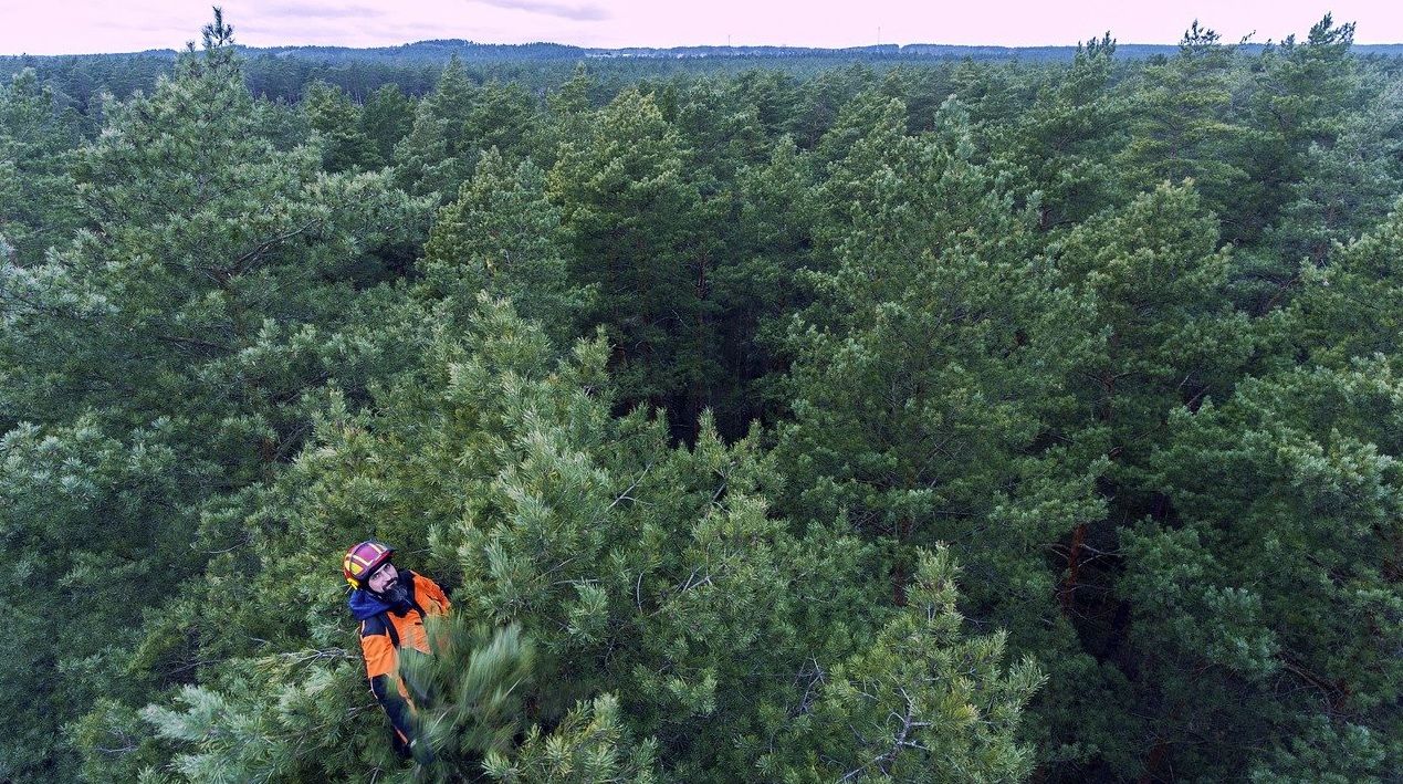 Two hikers in orange and blue walking through dense green forest