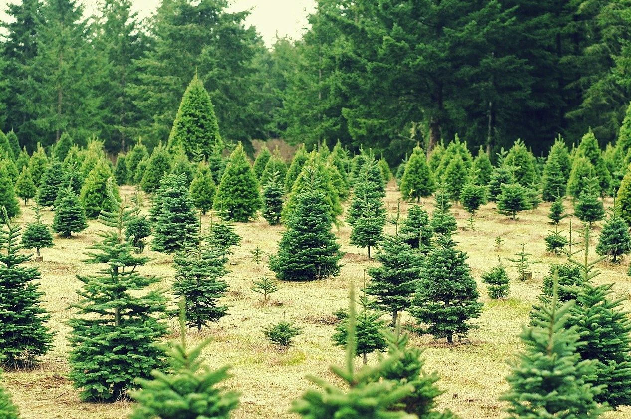 Rows of small evergreen trees in a field, with a dense forest in the background.