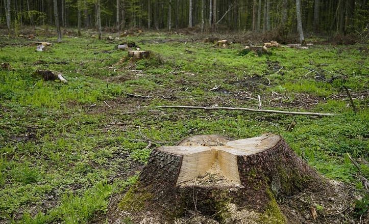 Cleared forest area with tree stumps and young green growth under a line of trees