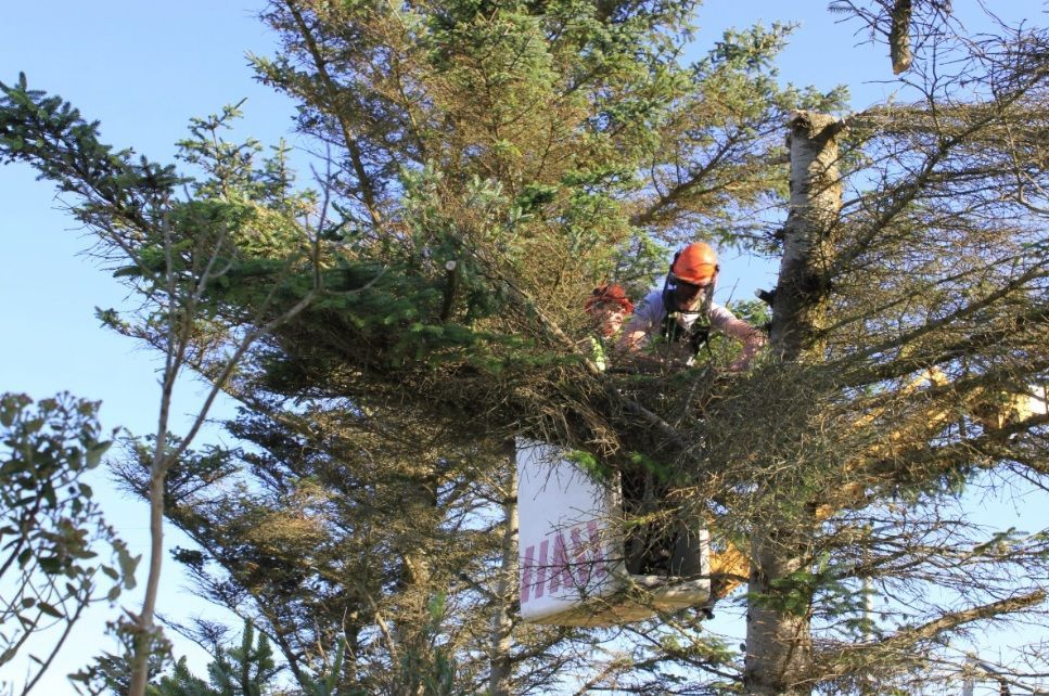 Arborist in orange hard hat works in a tall tree beside a hanging bucket lift.