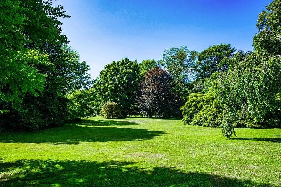 Sunny green park with lush trees, open grass, and a bright blue sky