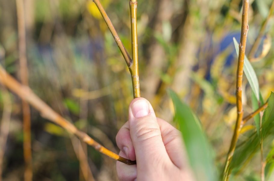 Hand holding a thin twig among green and brown plants in a field