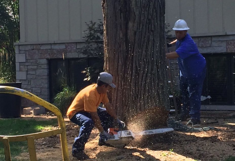 Two workers in hard hats cutting a large tree trunk beside a house, with wood chips flying.