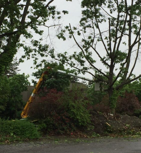 Yellow excavator partly hidden in dense roadside brush beneath tall trees.