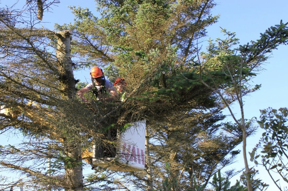 Two climbers in orange helmets perched in a tall tree near a hanging sign.