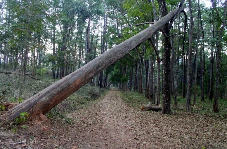 what to do when a tree falls over after a storm?